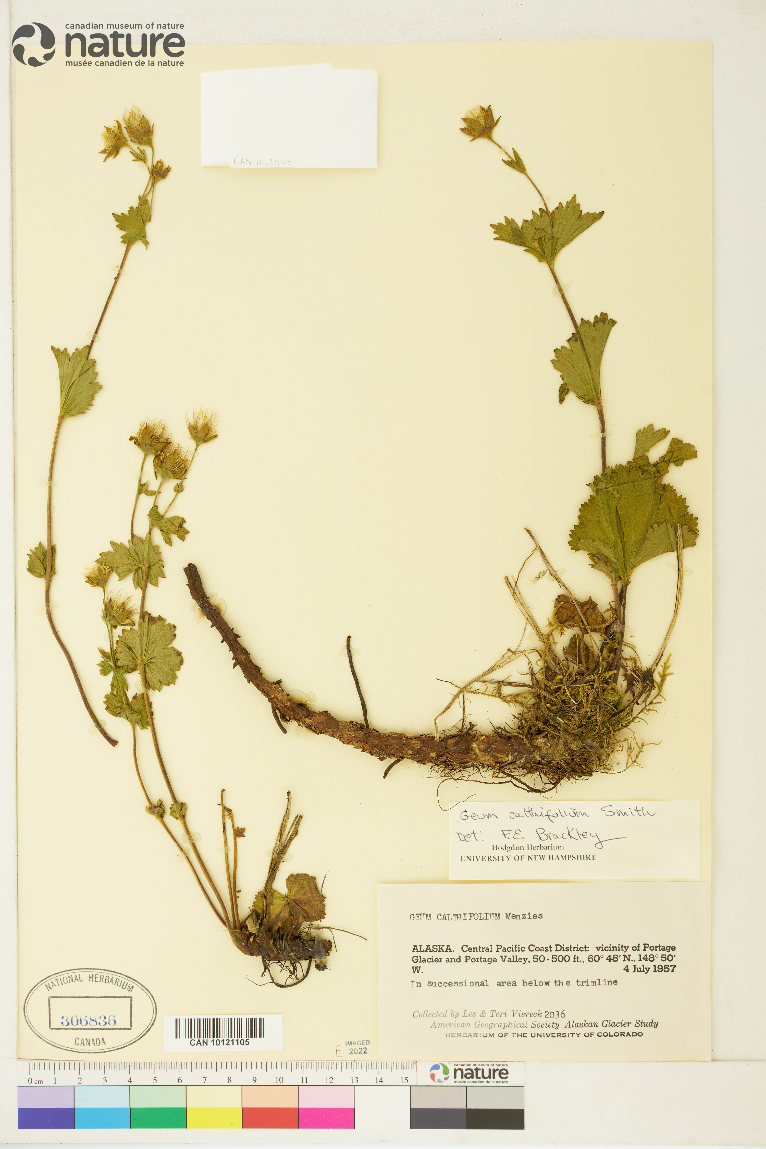 Geum calthifolium image