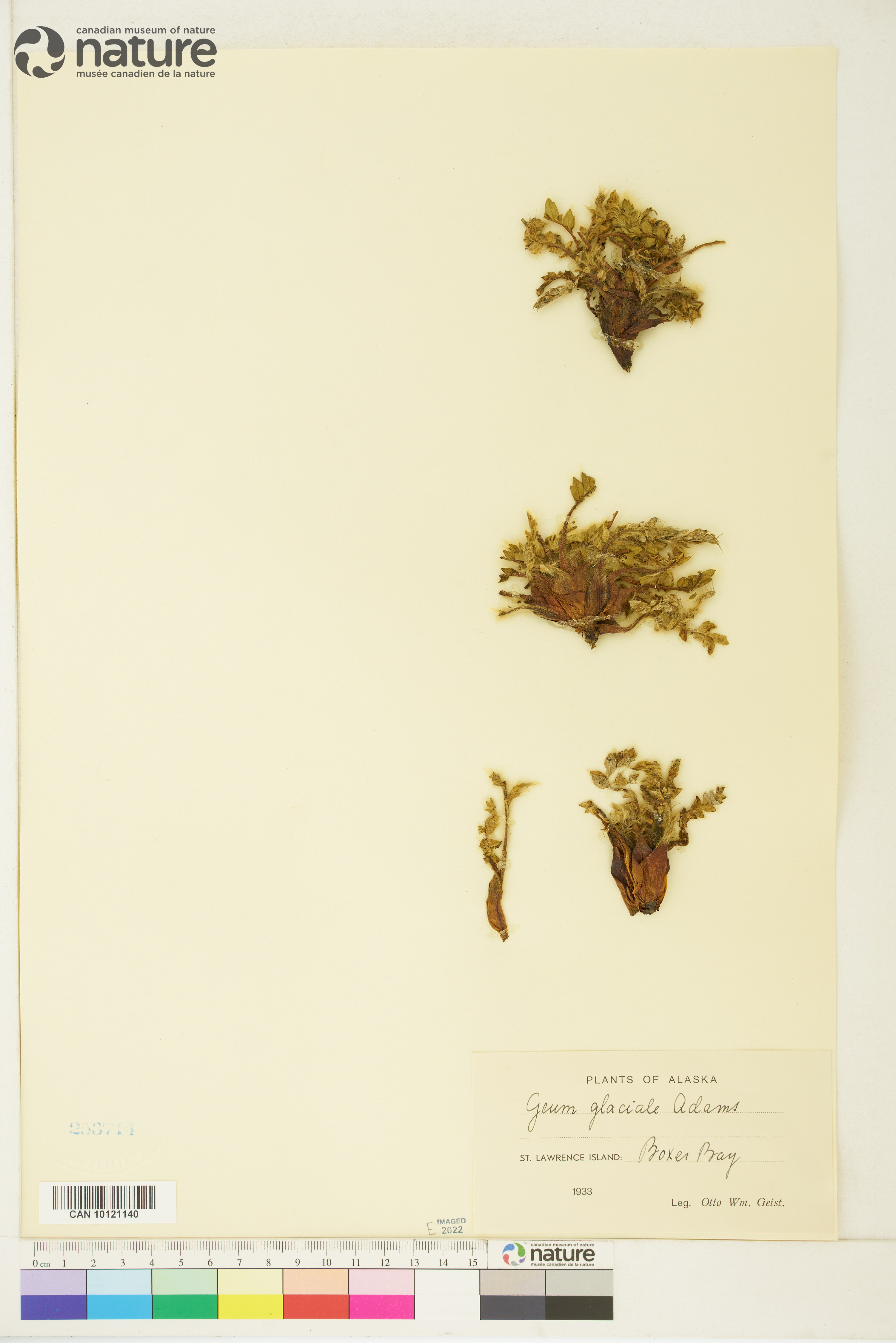 Geum glaciale image