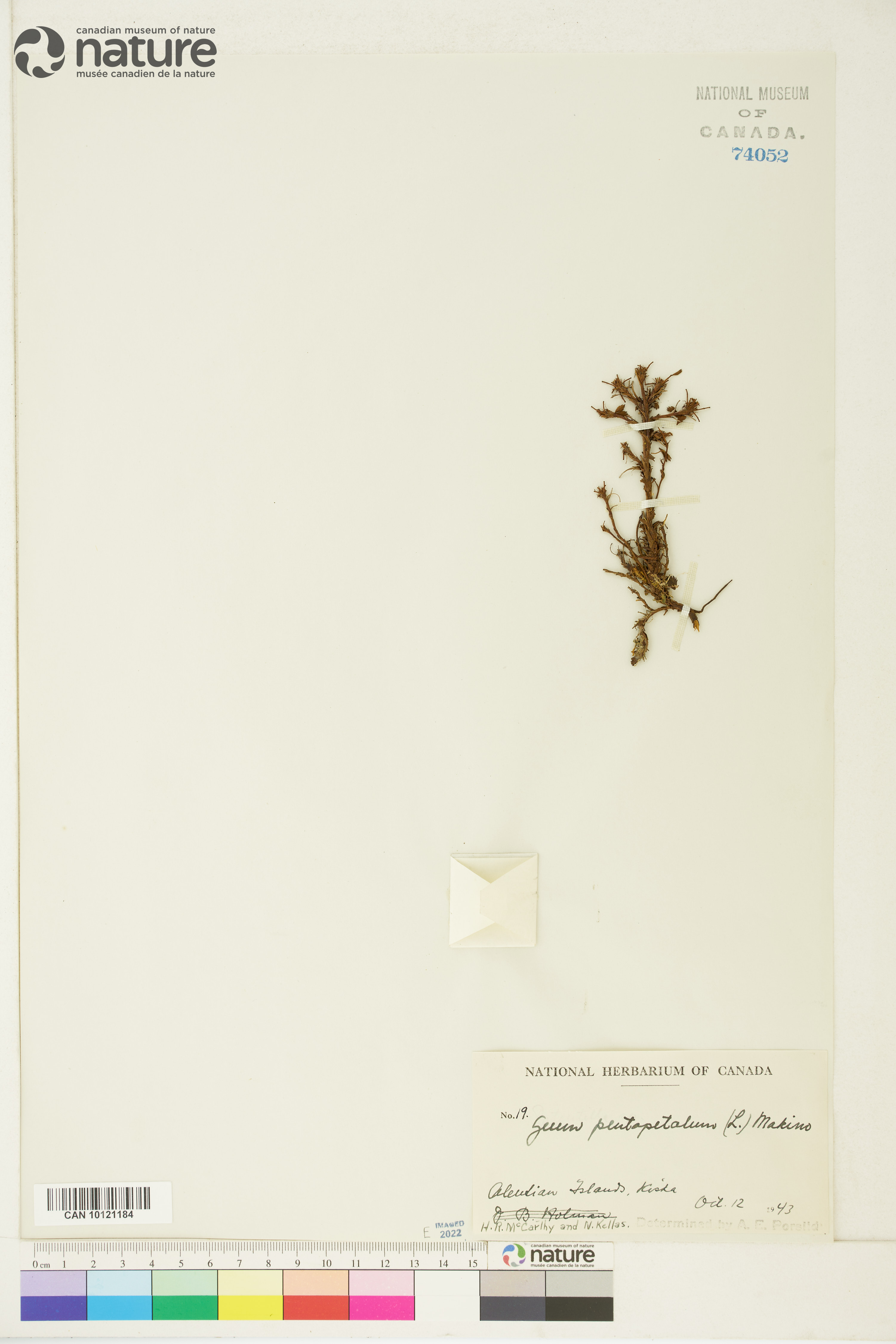 Geum pentapetalum image