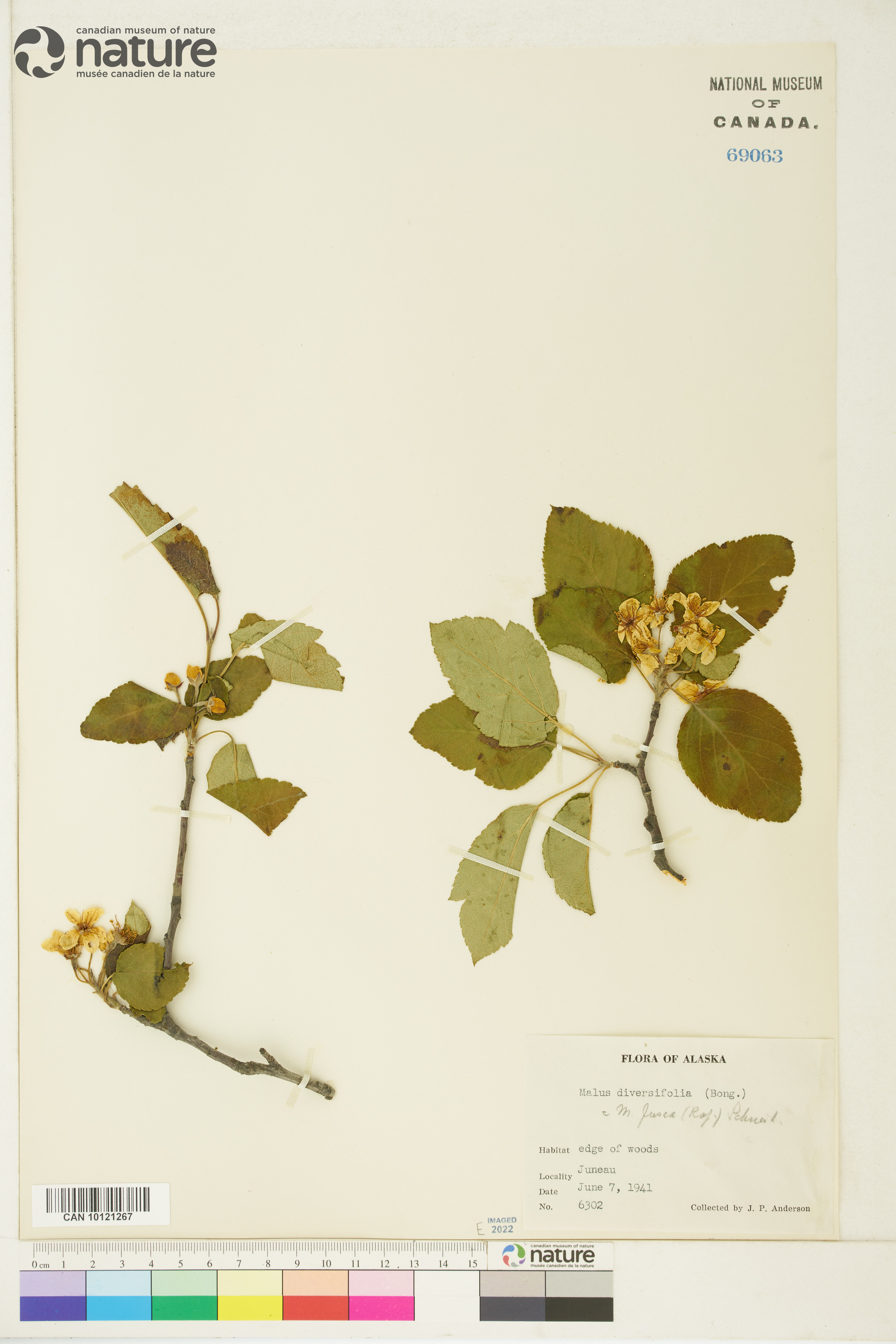 Malus diversifolia image