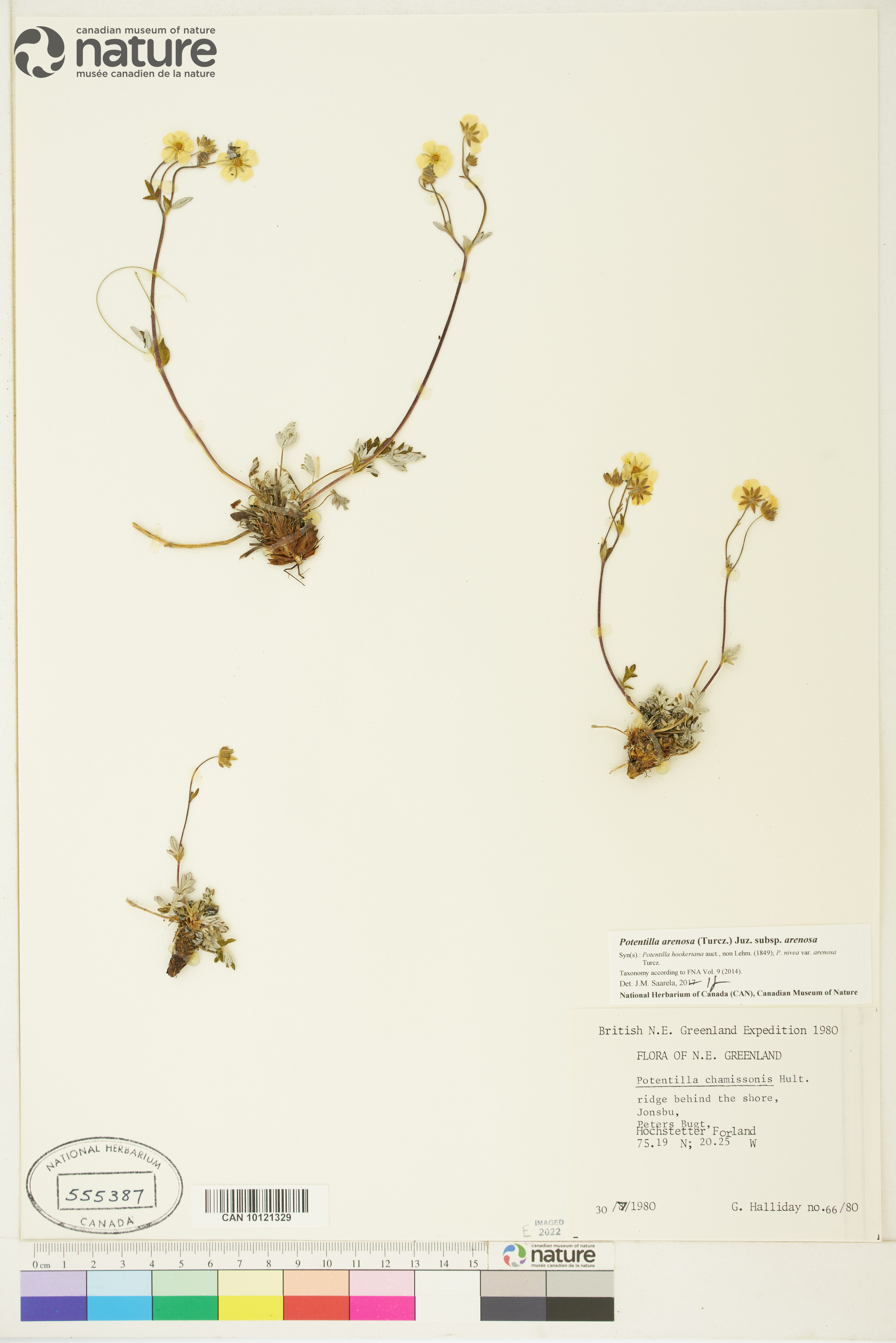 Potentilla arenosa subsp. arenosa image