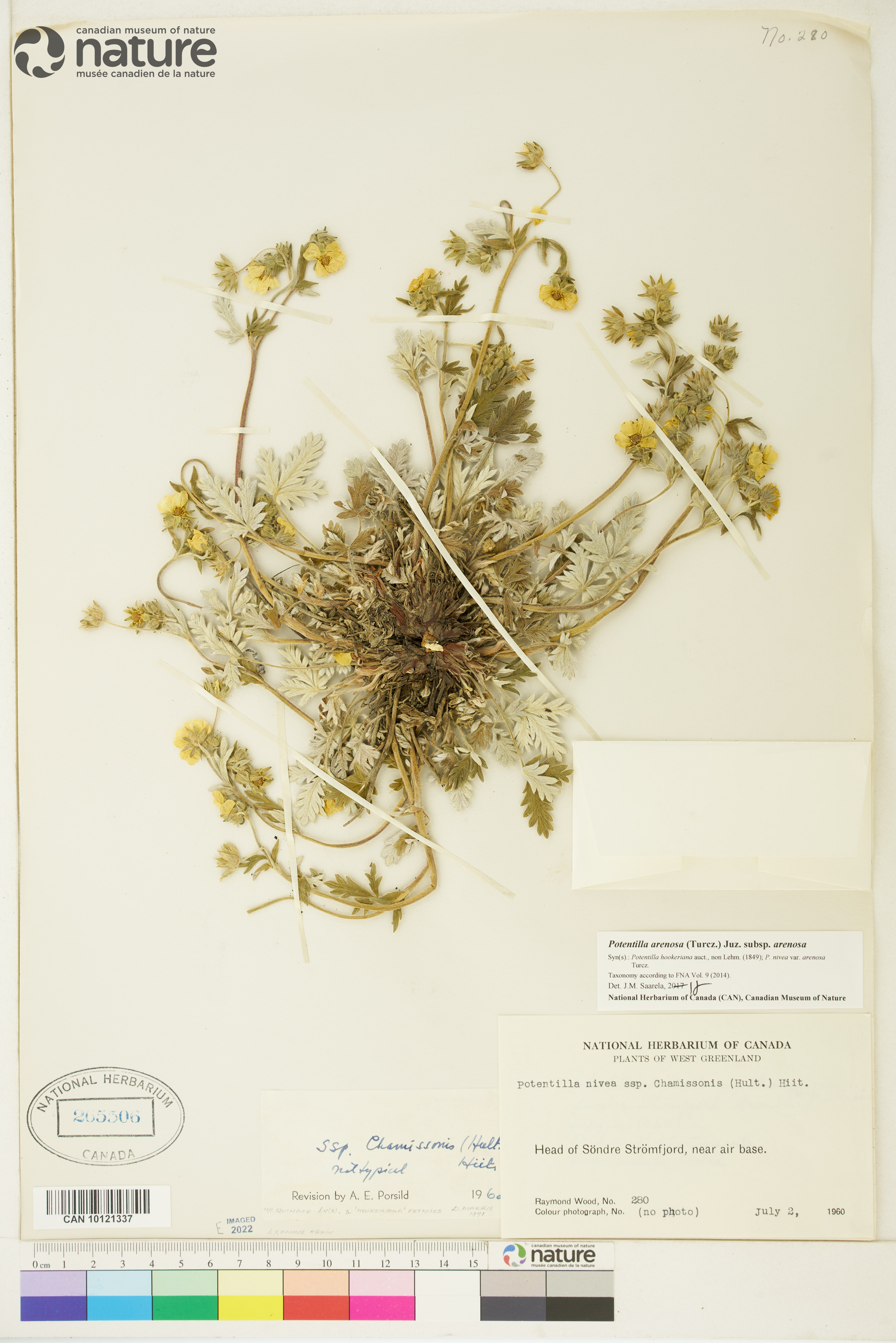 Potentilla arenosa image