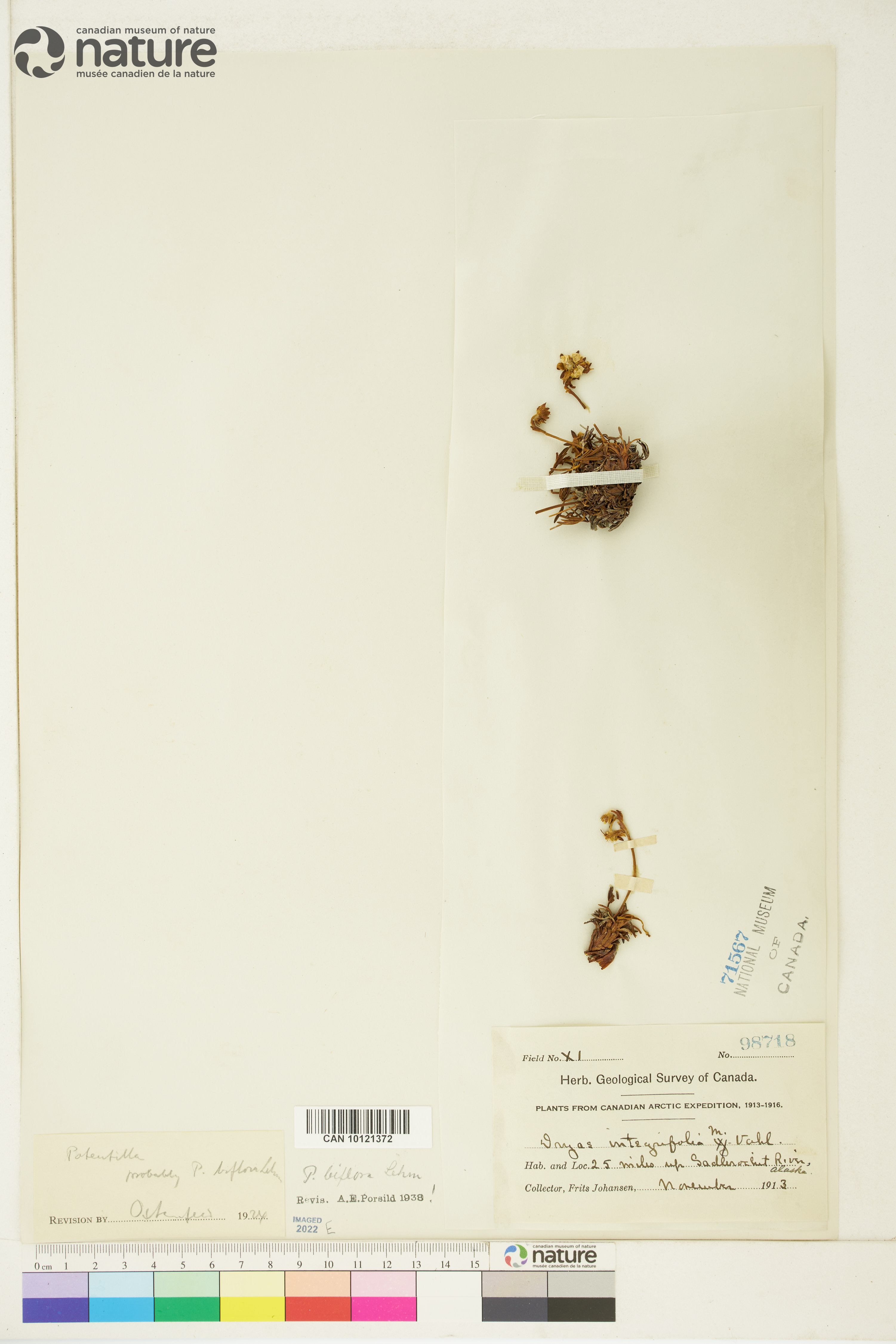 Potentilla biflora image