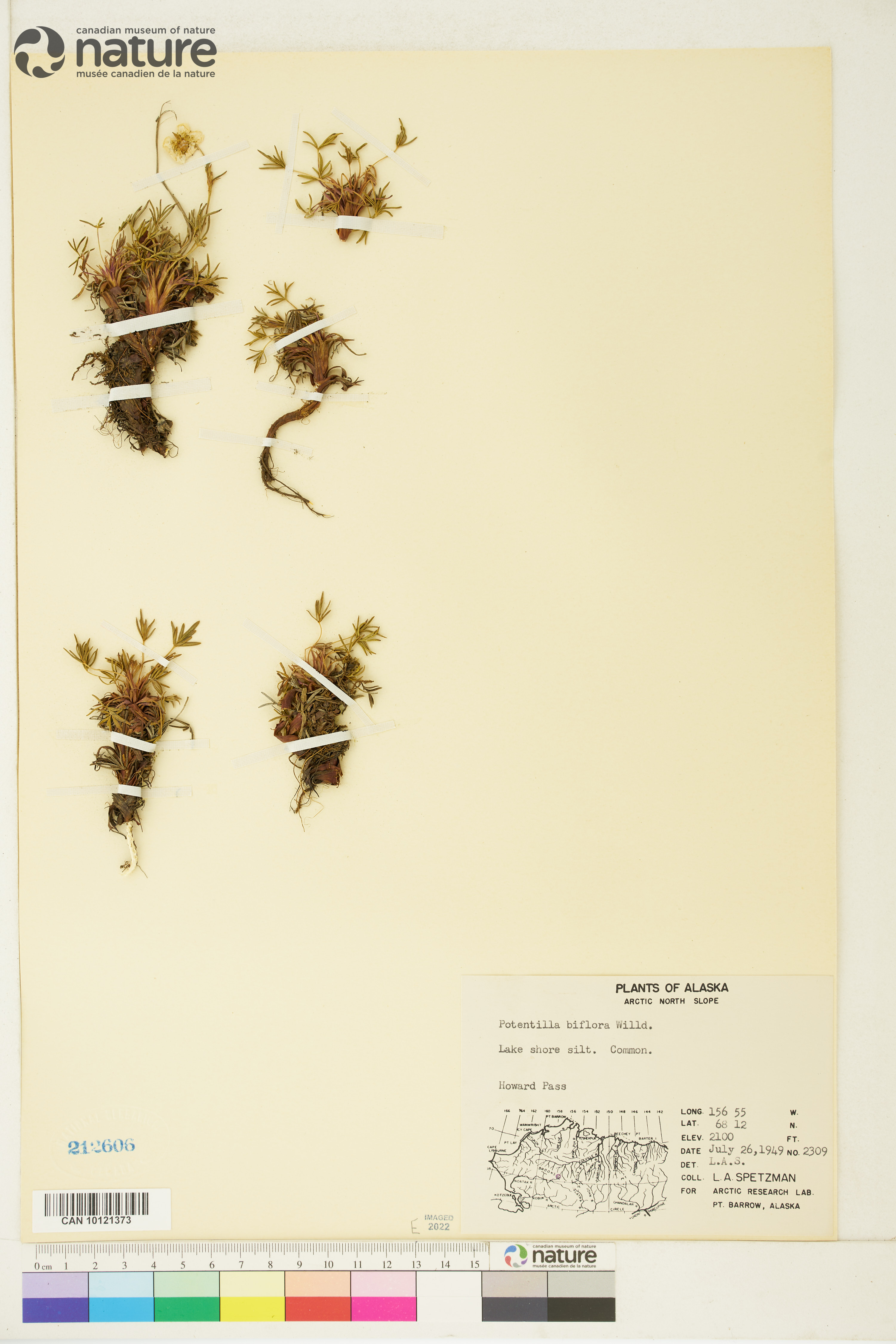 Potentilla biflora image