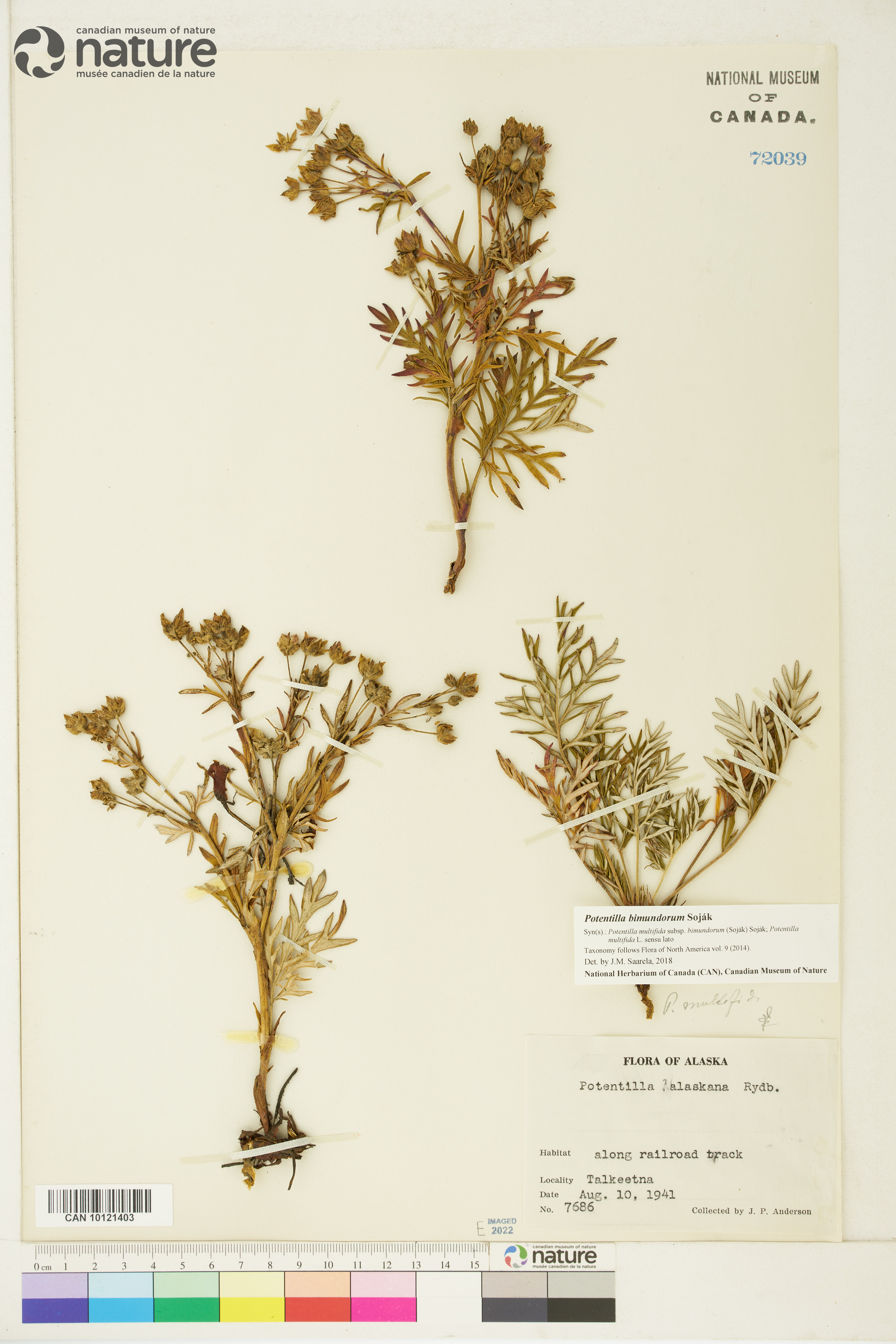 Potentilla bimundorum image