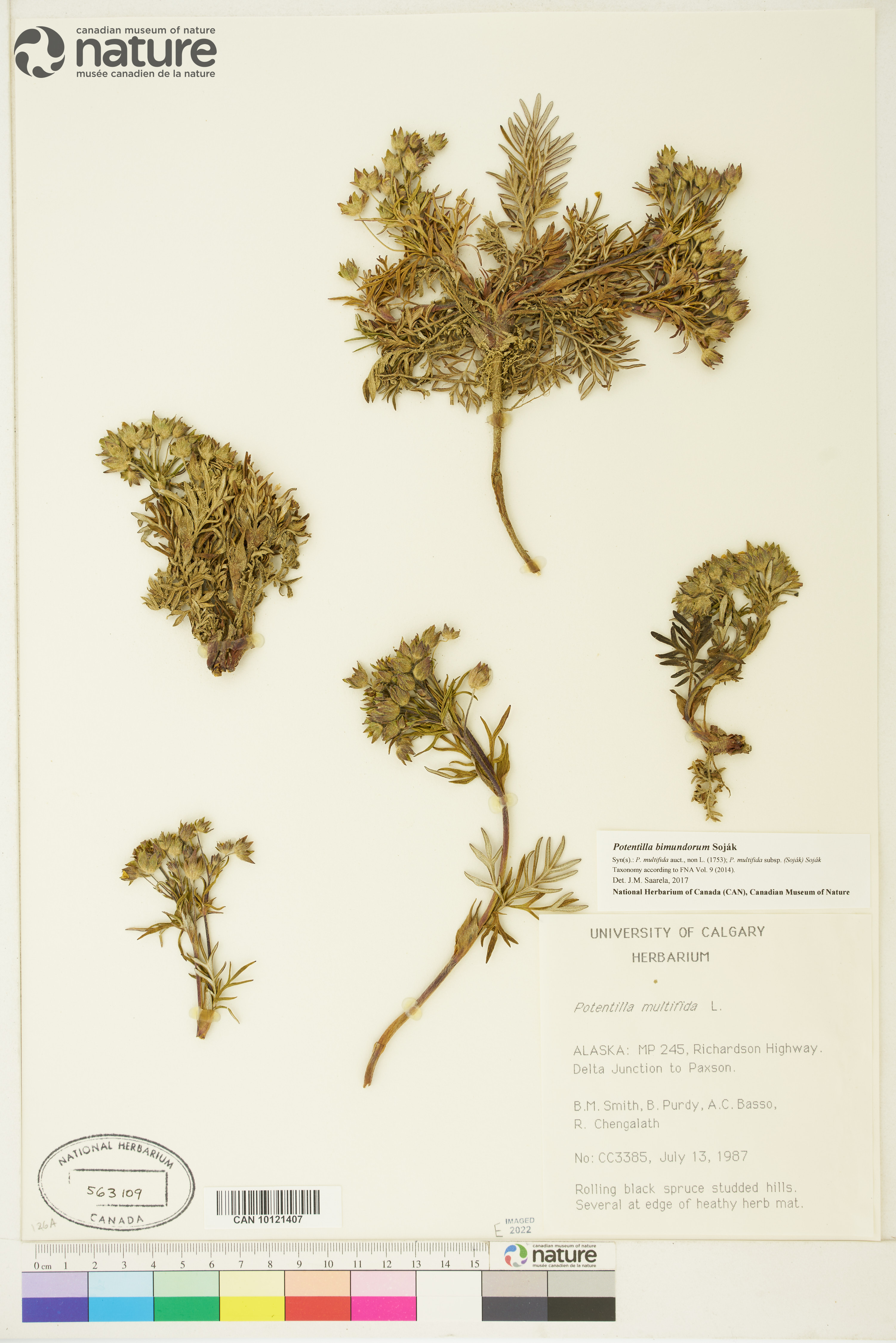 Potentilla bimundorum image
