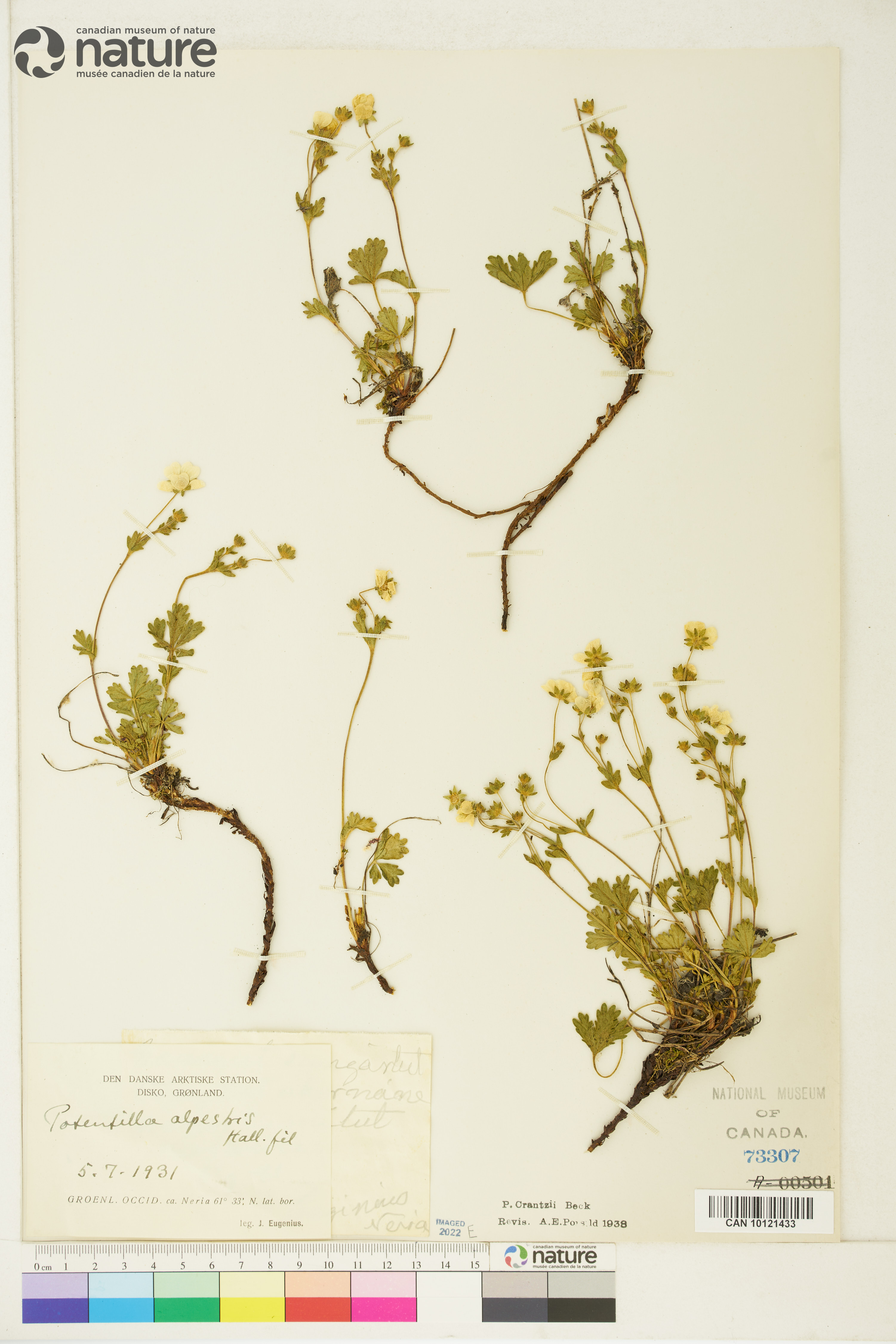 Potentilla crantzii image