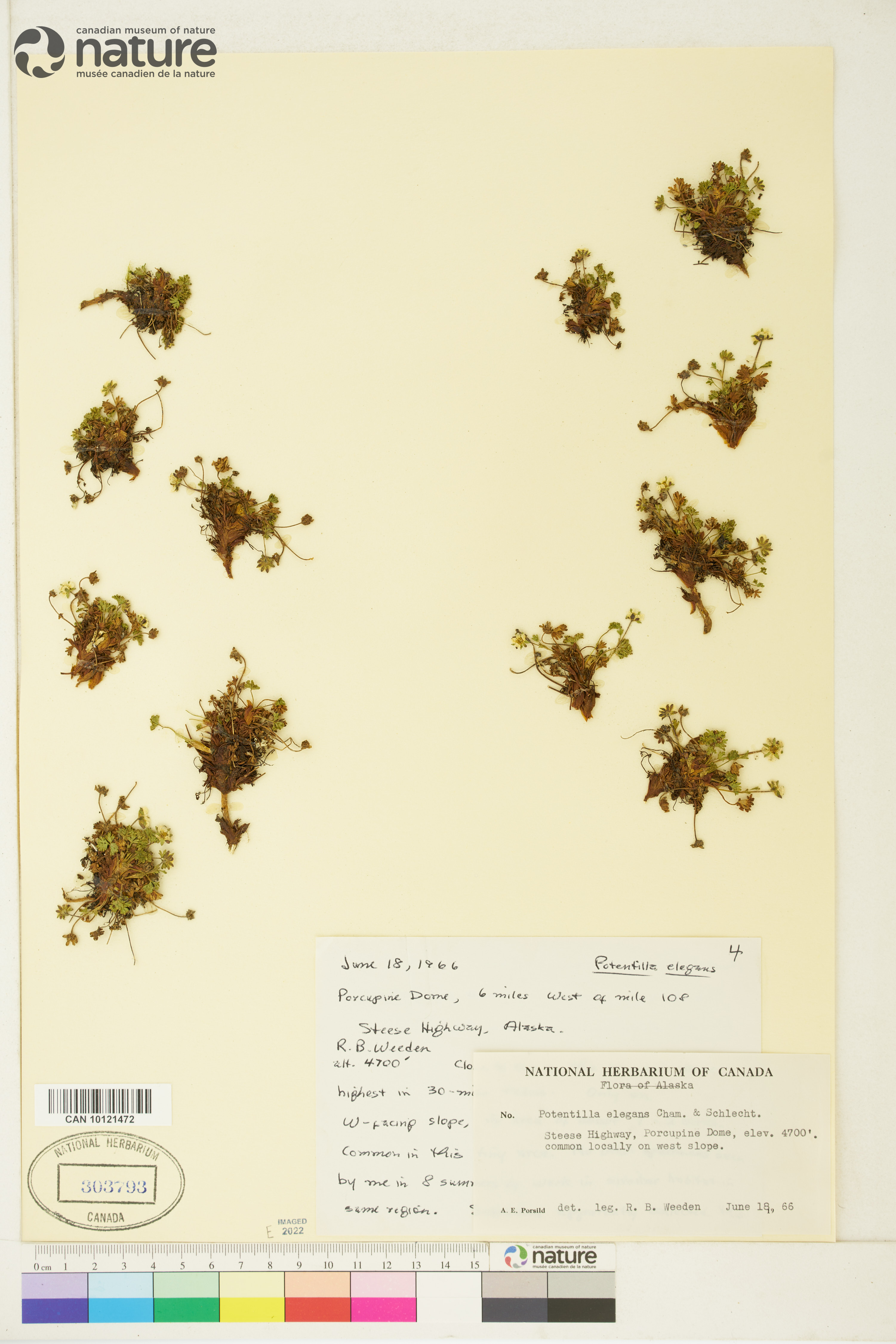 Potentilla elegans image