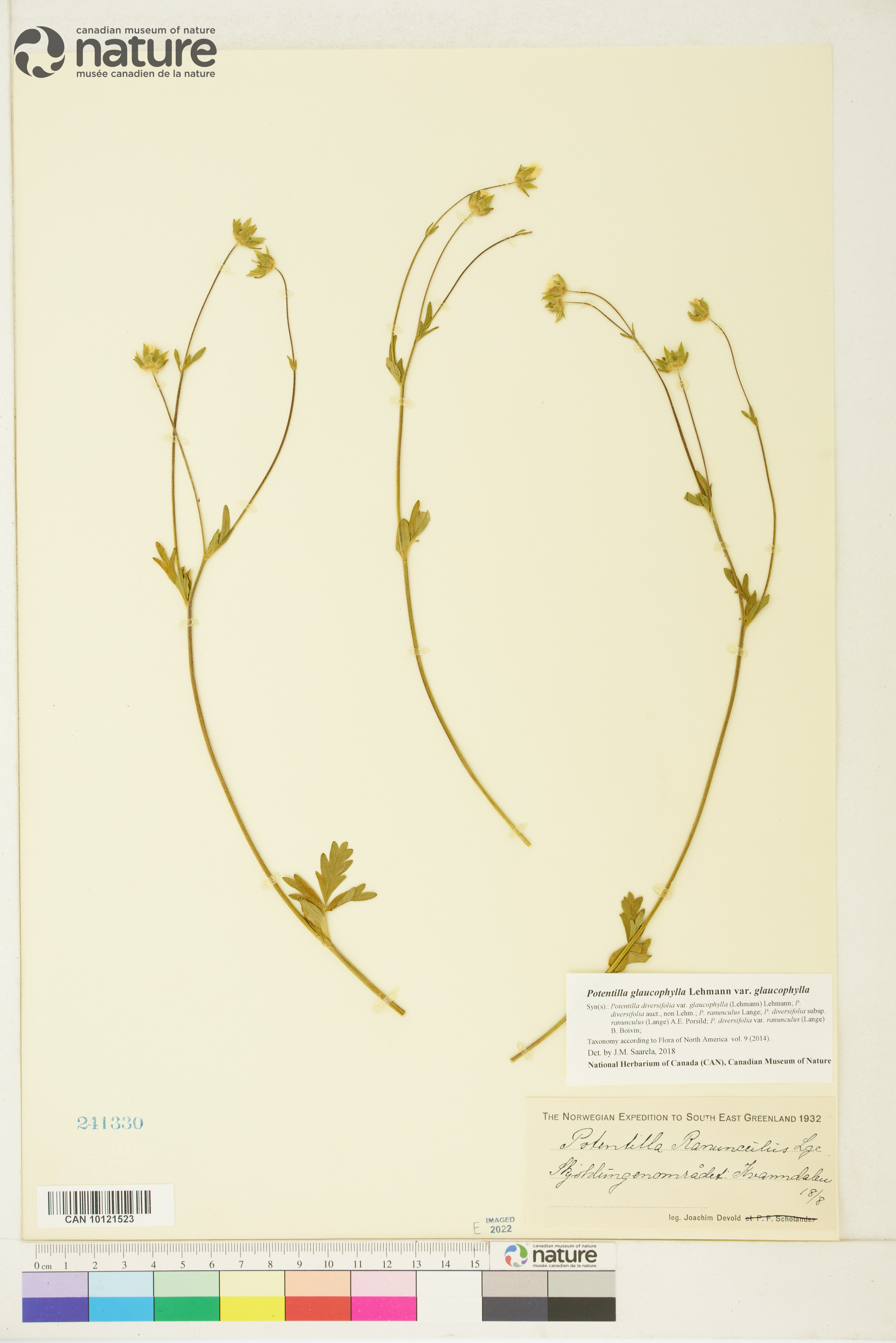Potentilla diversifolia var. diversifolia image