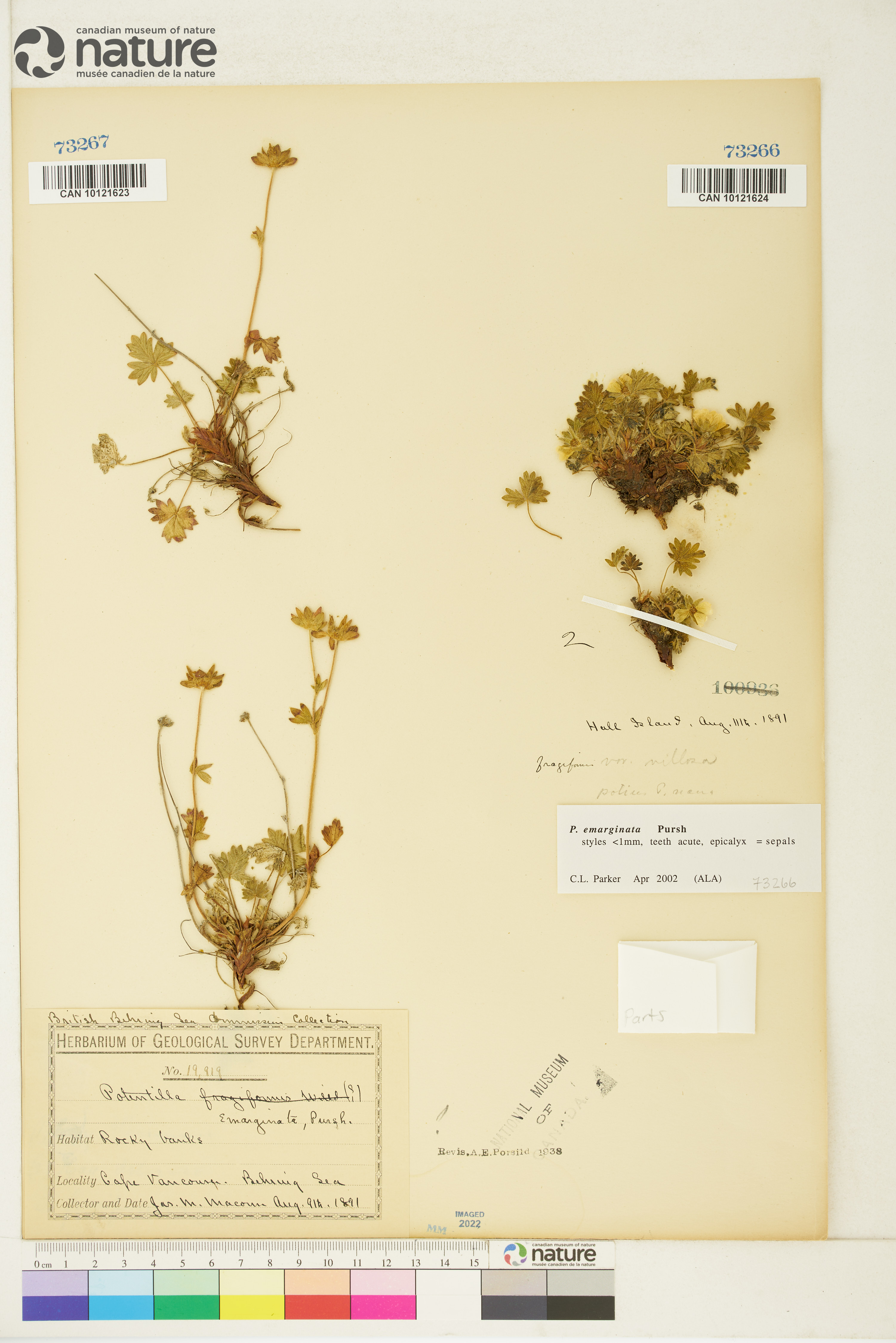 Potentilla fragiformis image