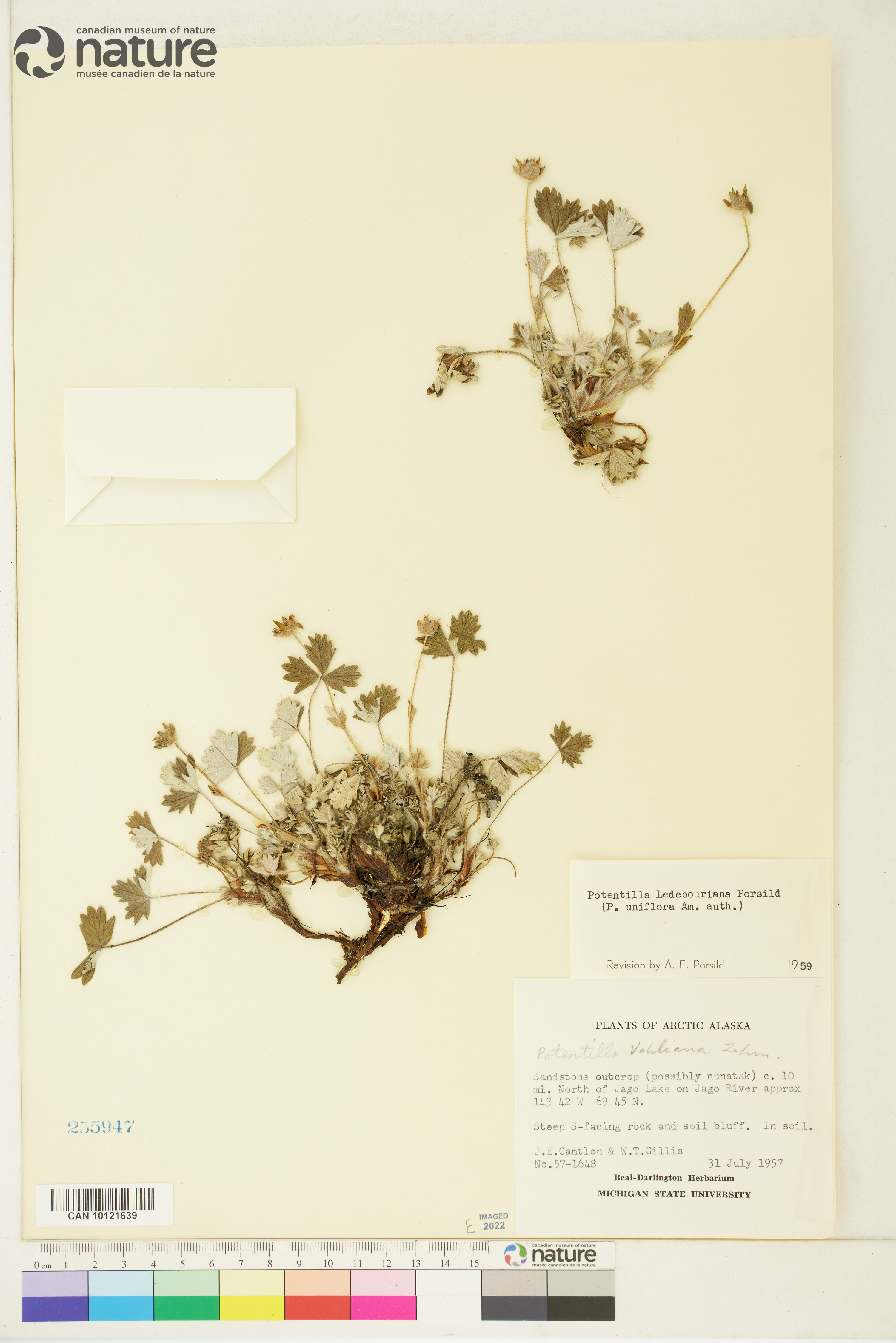 Potentilla uniflora image