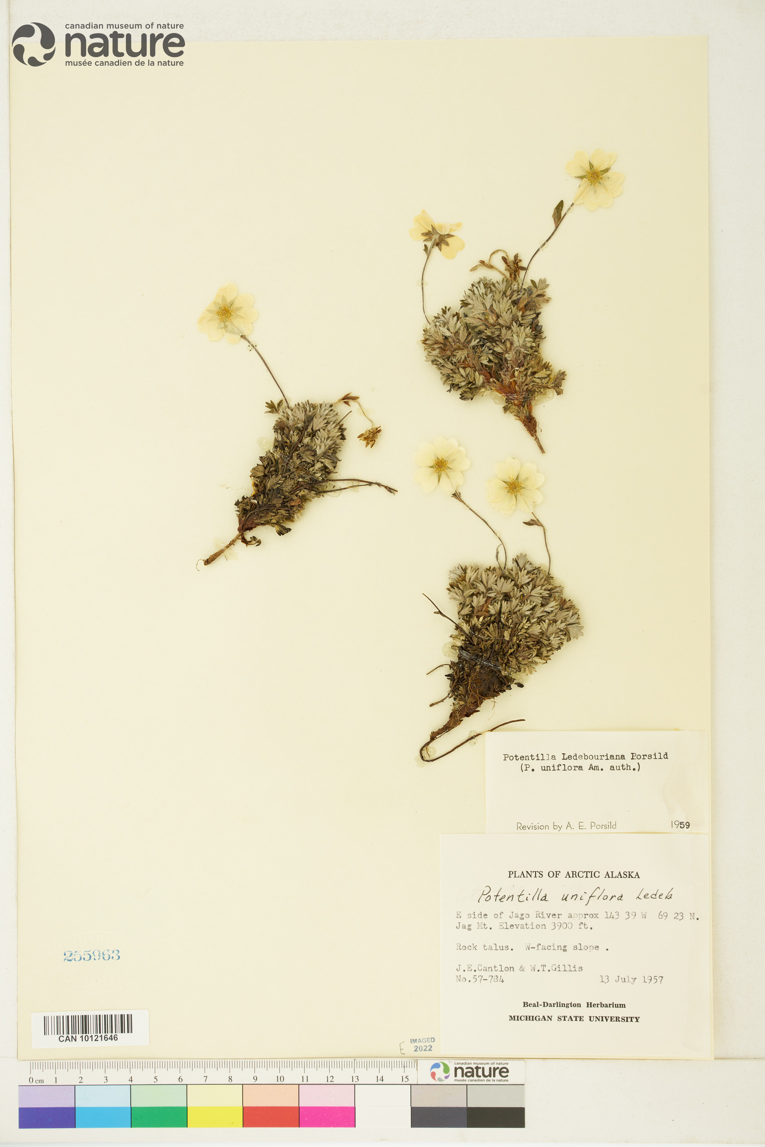 Potentilla uniflora image