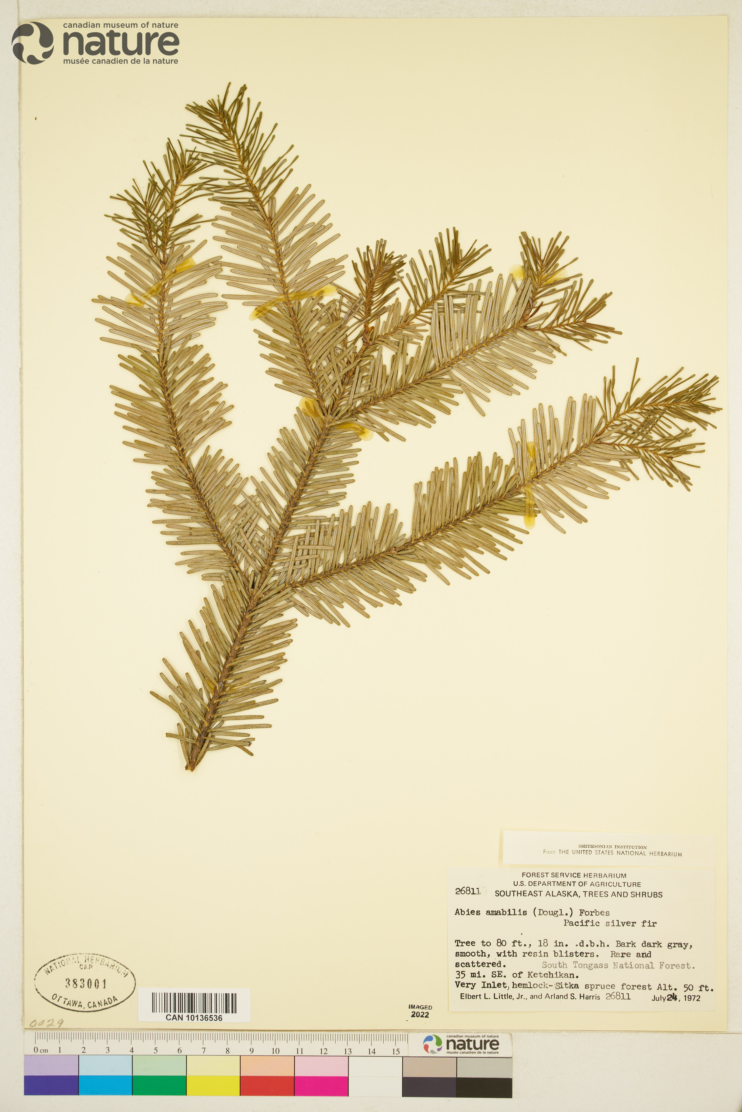 Abies amabilis image