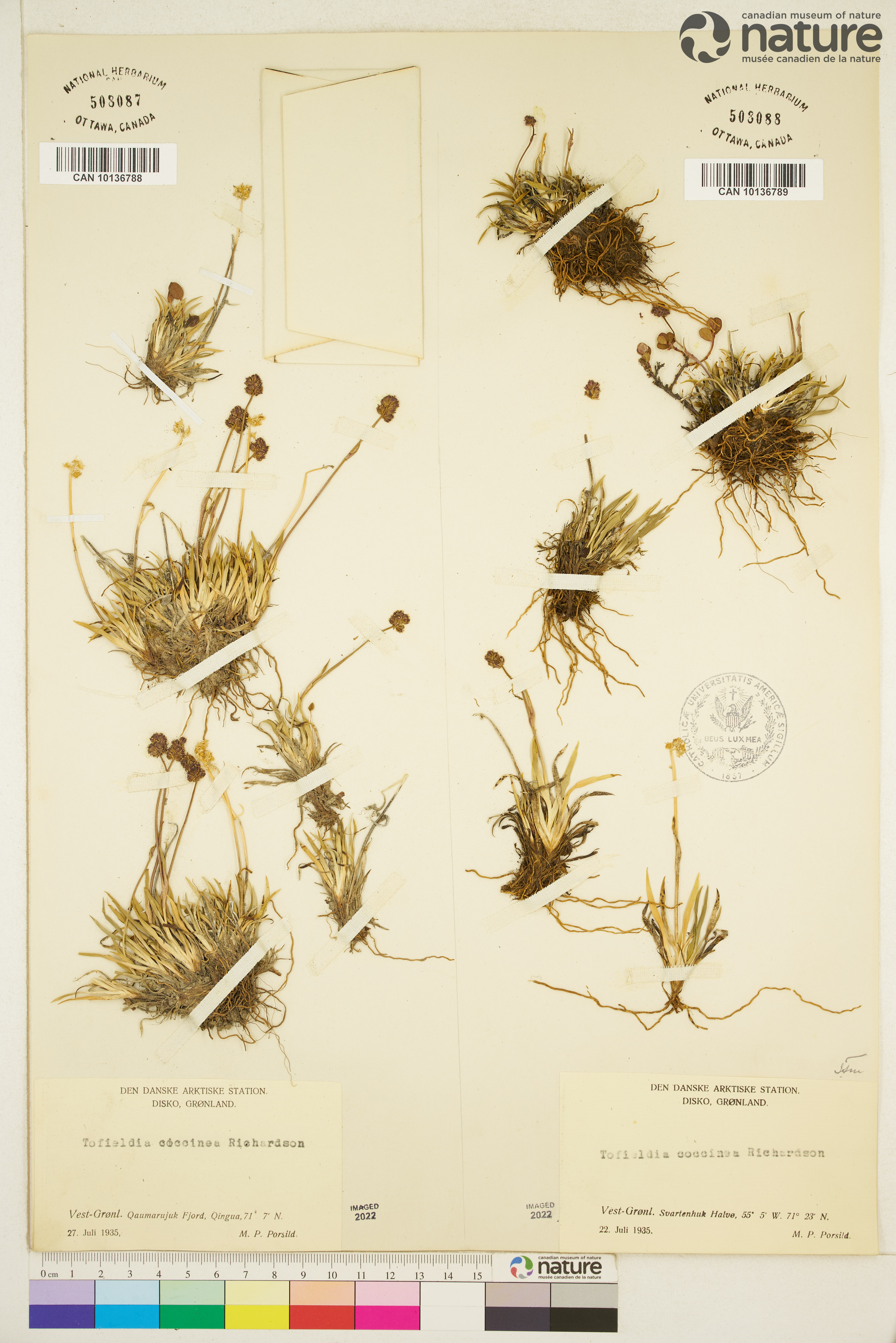 Tofieldia coccinea image