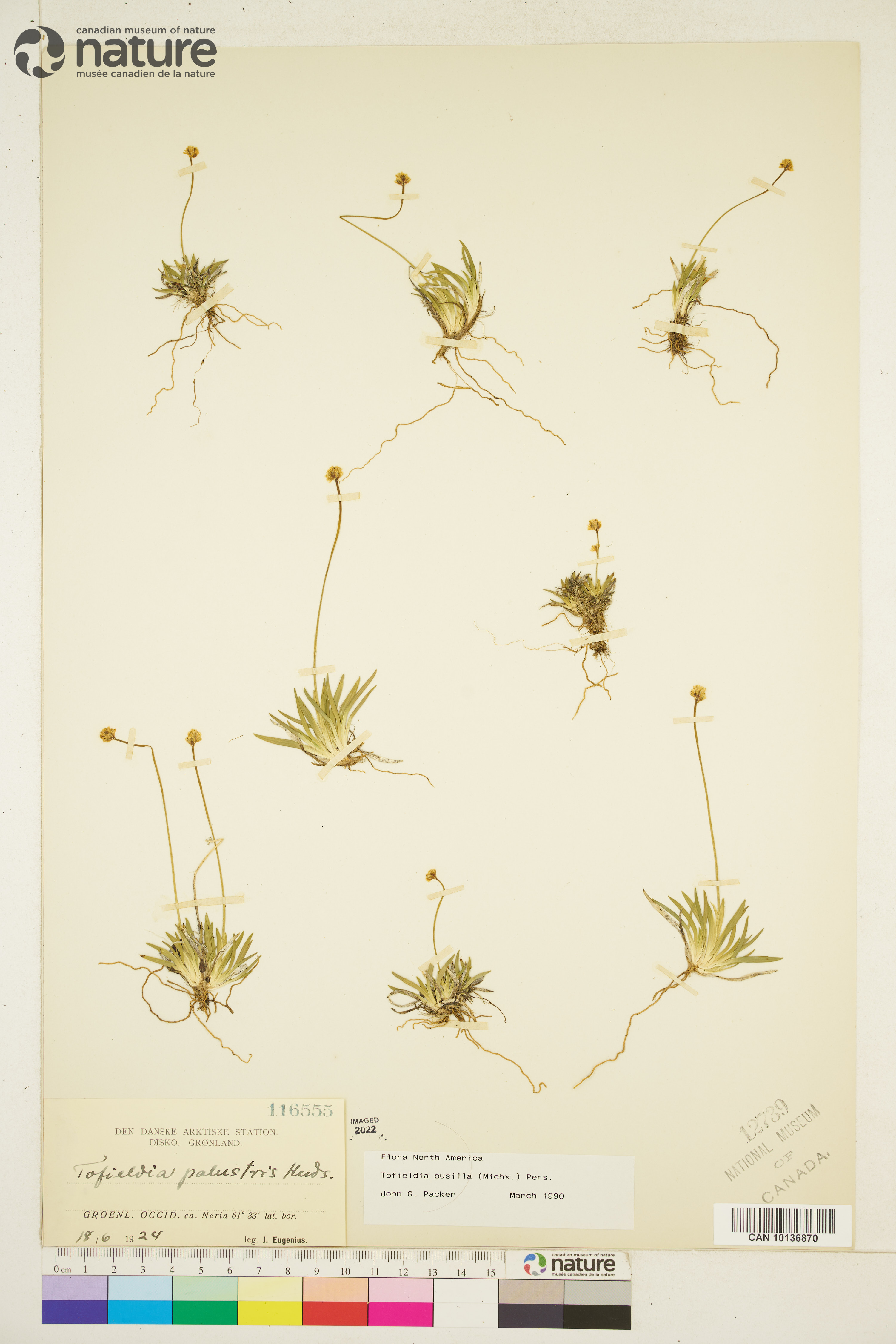 Tofieldia pusilla image