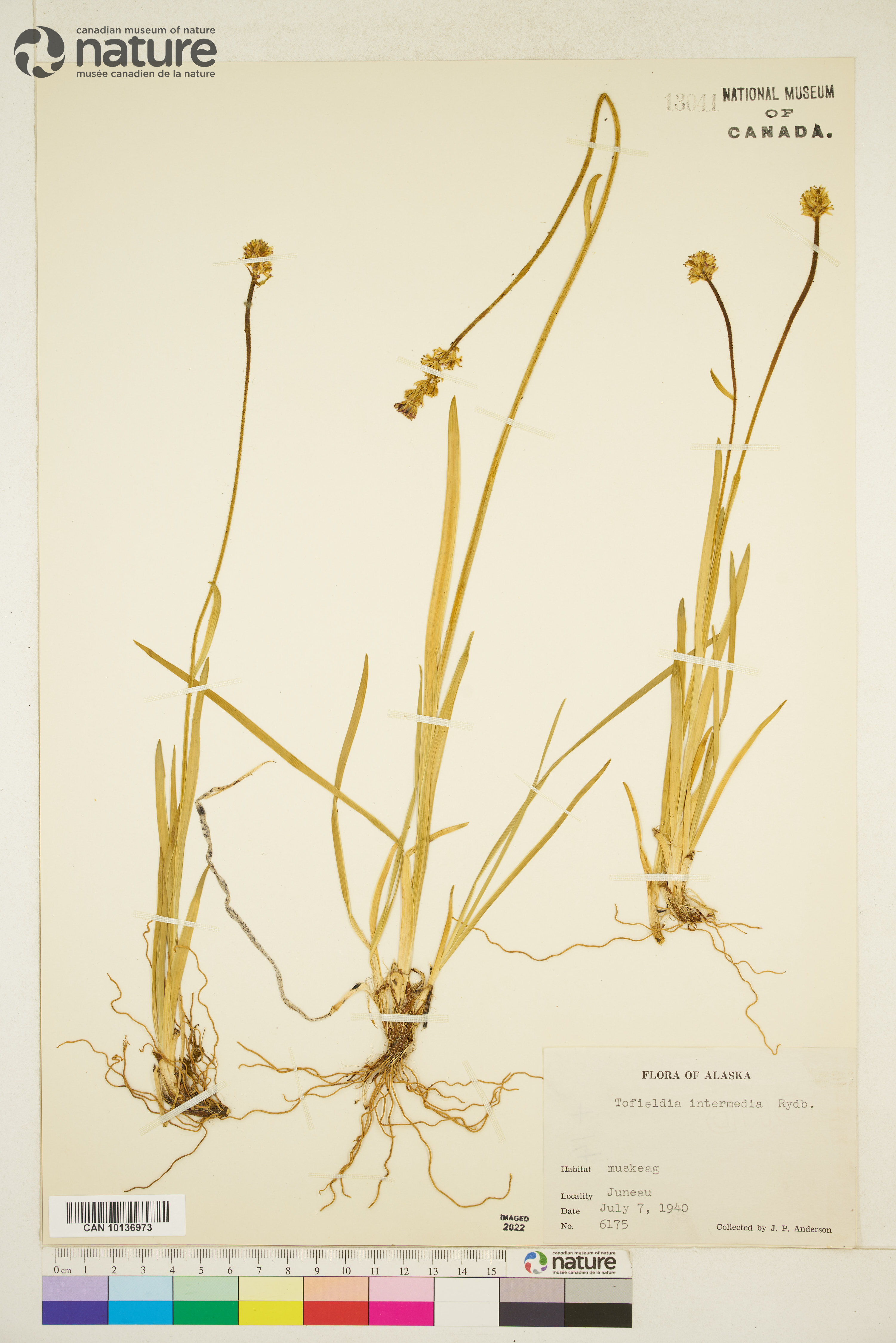 Triantha occidentalis subsp. brevistyla image