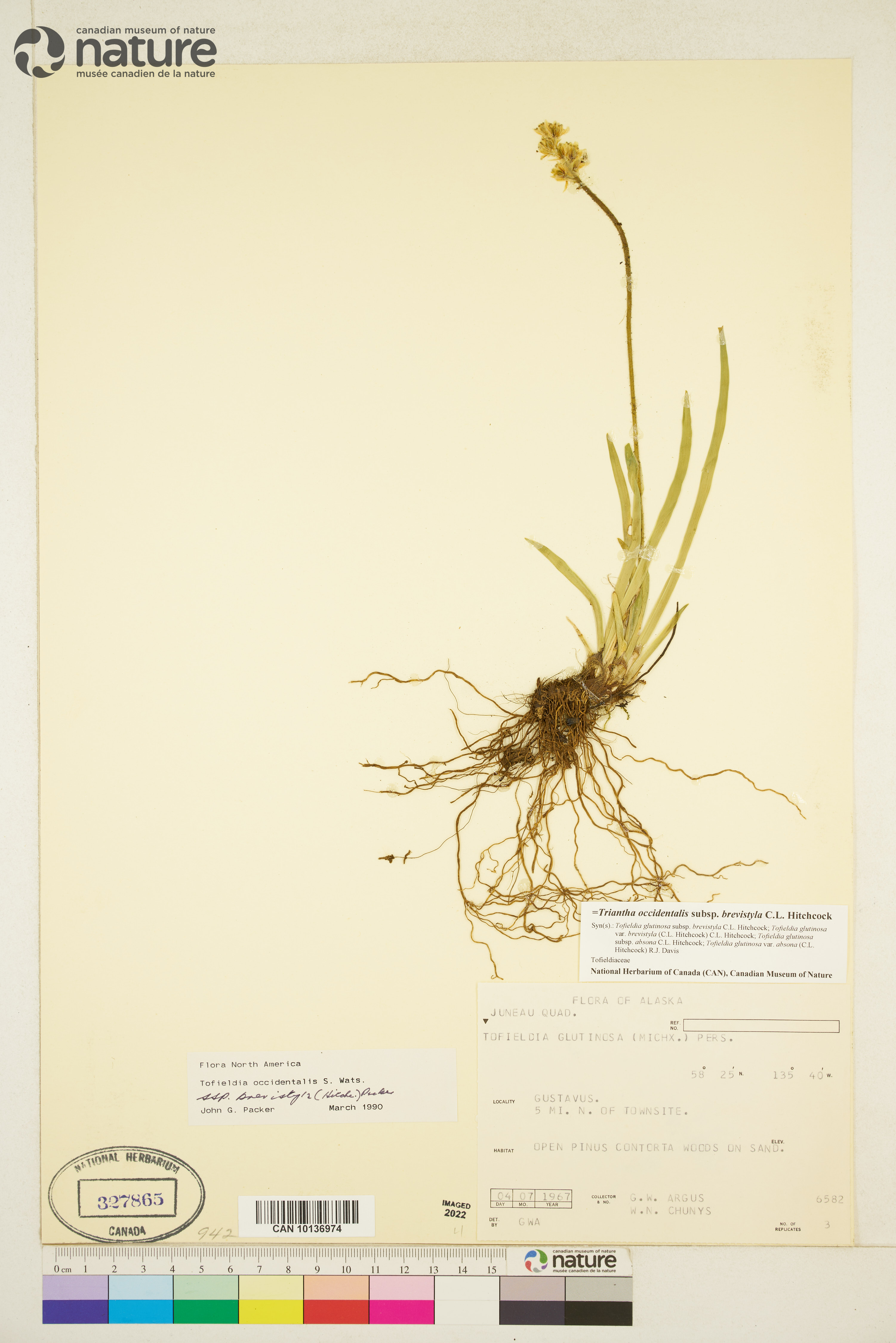 Triantha occidentalis subsp. brevistyla image