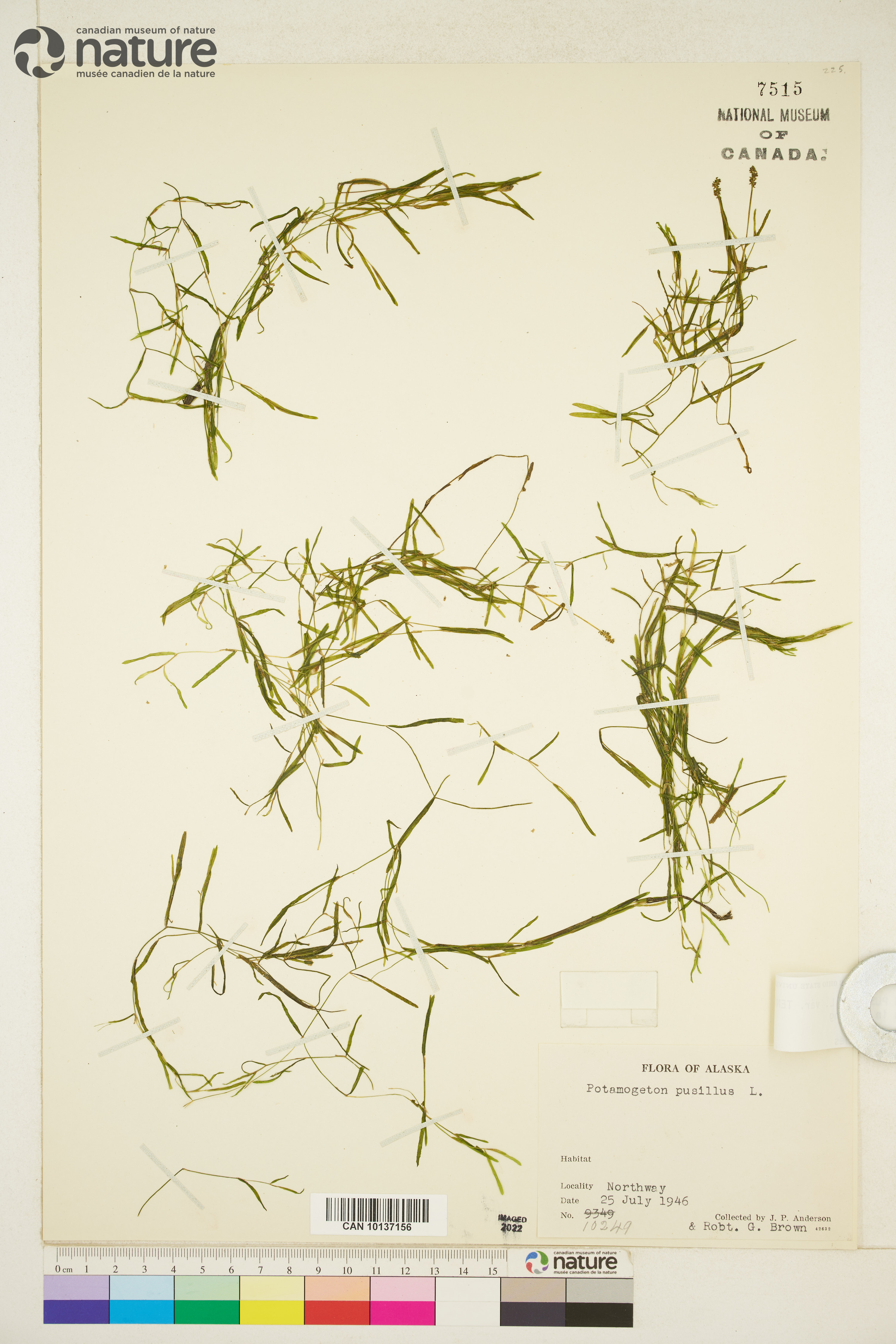 Potamogeton berchtoldii subsp. berchtoldii image