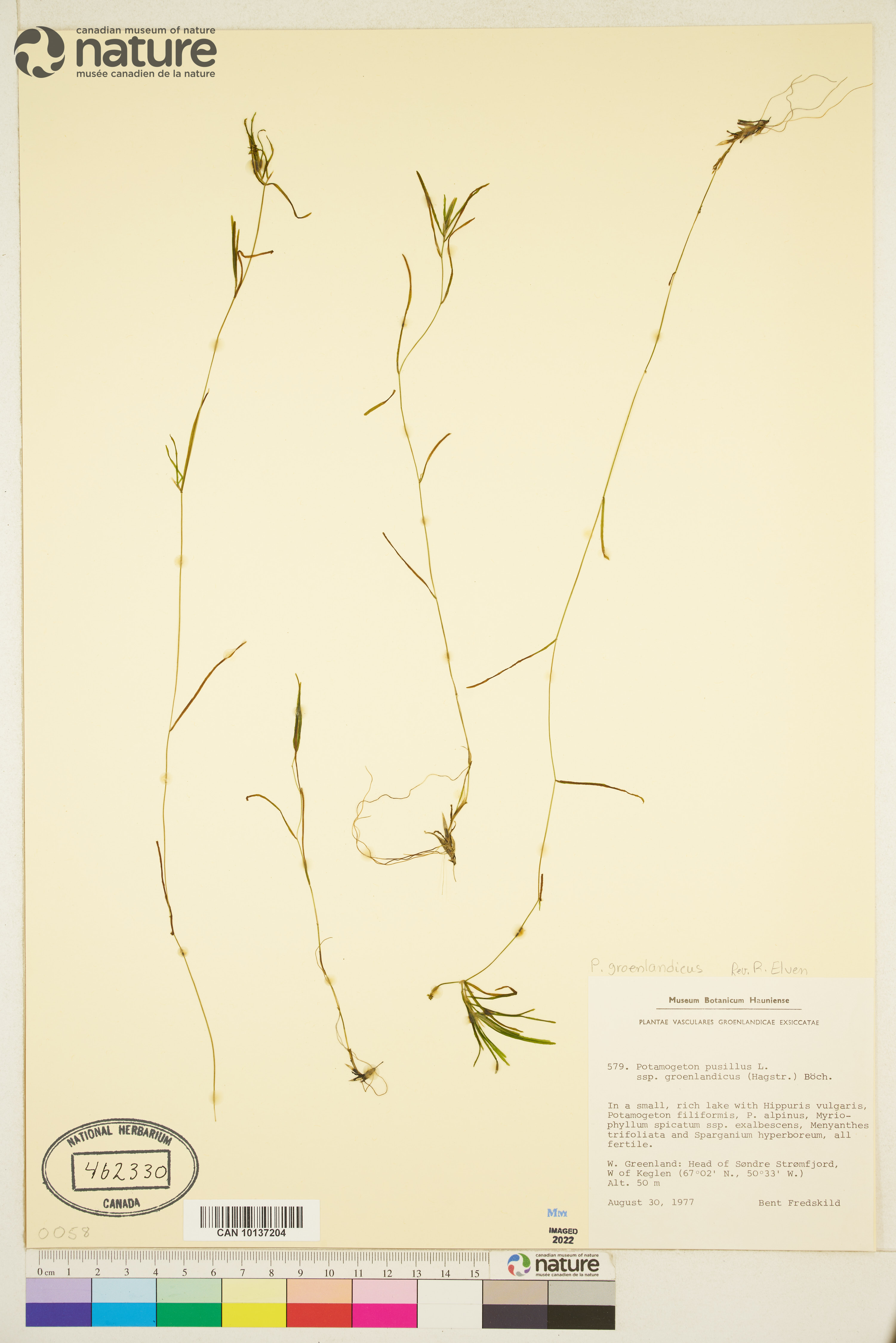 Potamogeton groenlandicus image