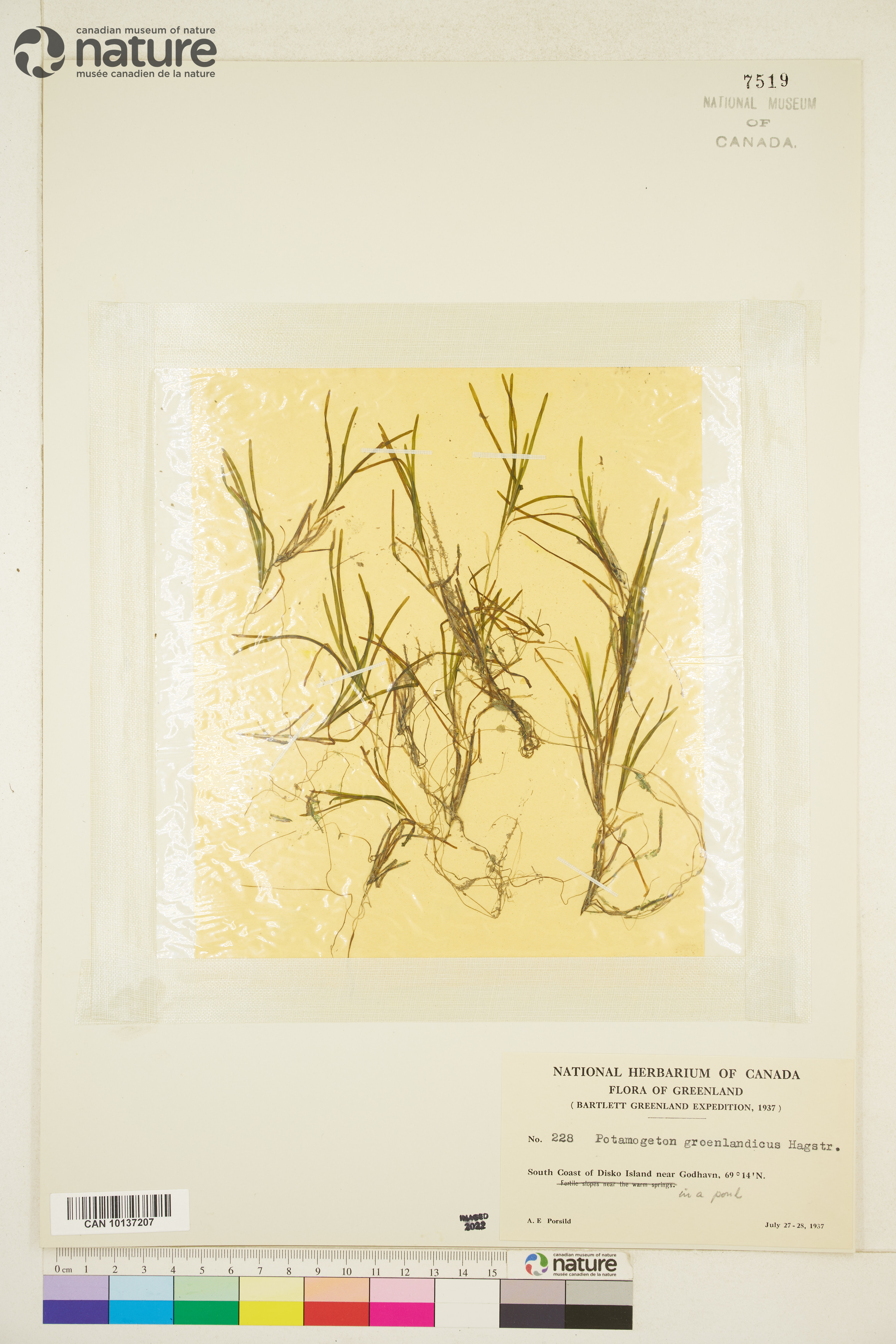 Potamogeton groenlandicus image