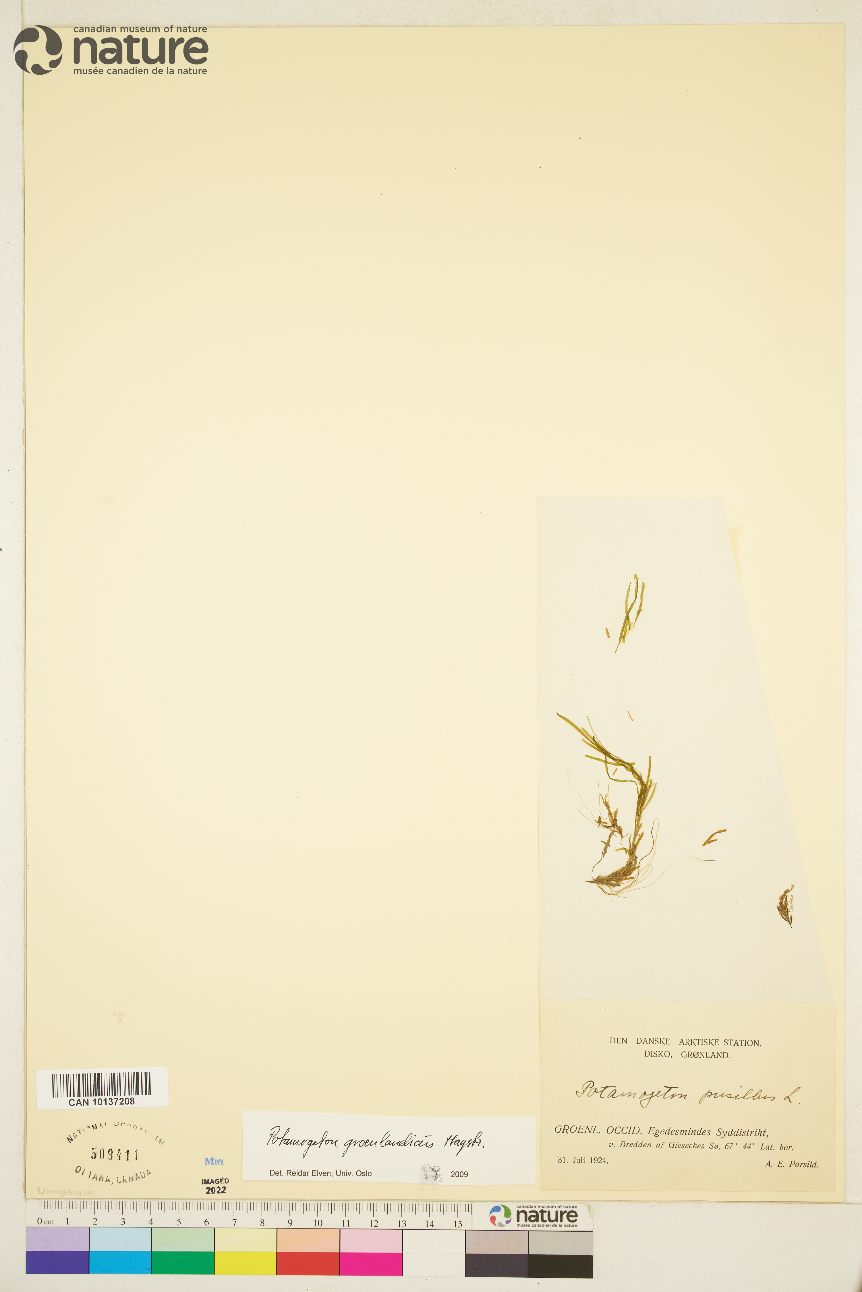 Potamogeton groenlandicus image
