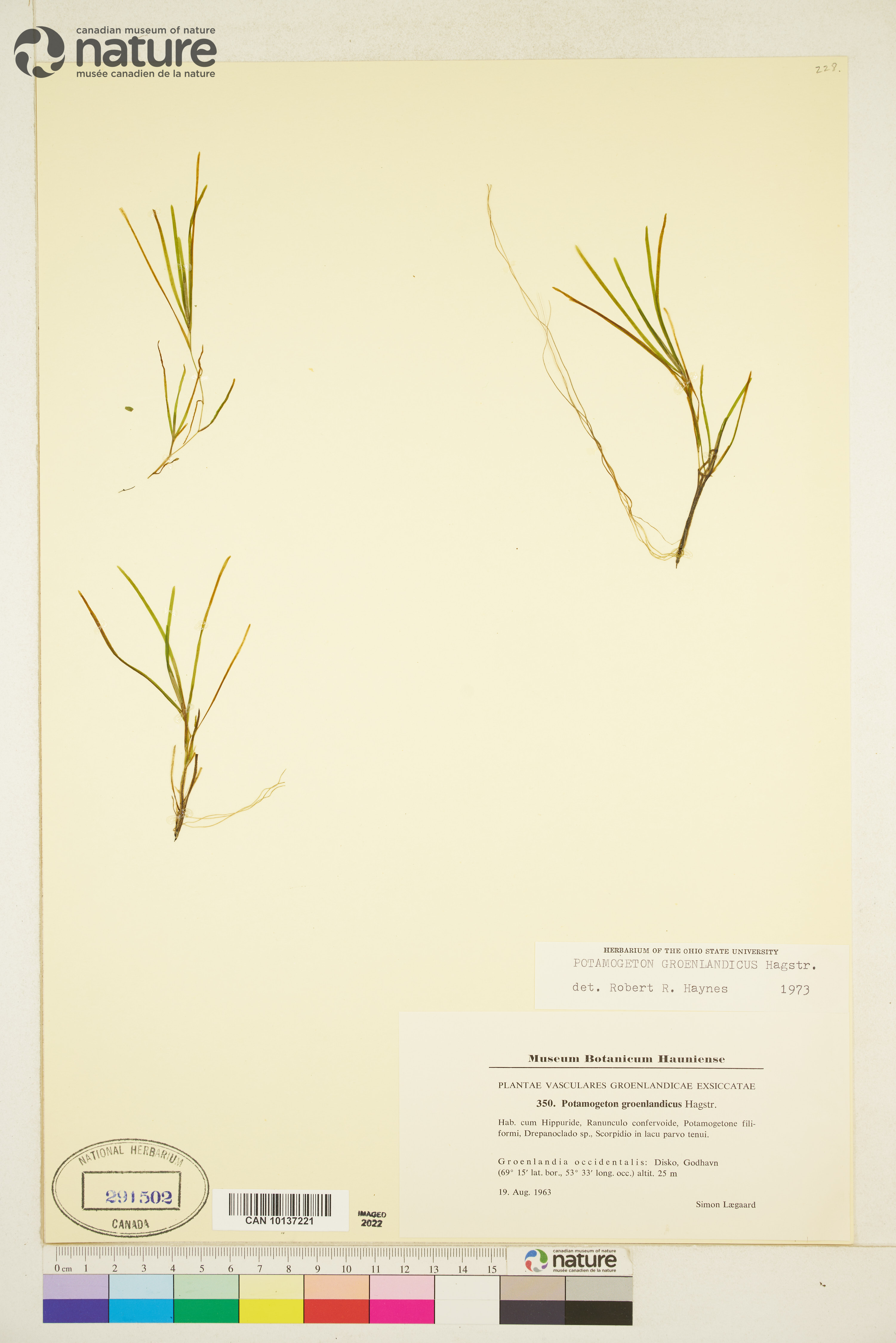 Potamogeton groenlandicus image