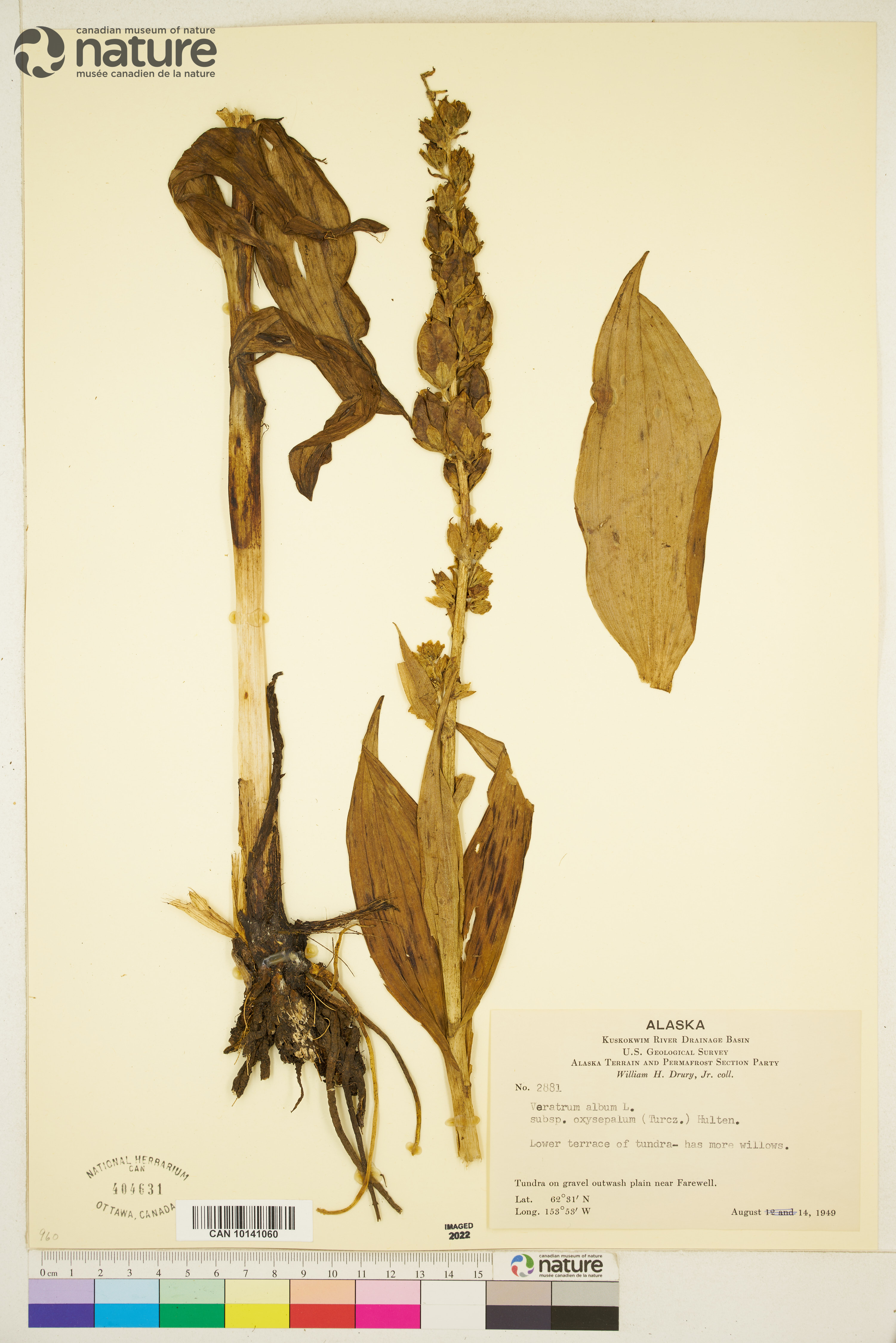 Veratrum album subsp. oxysepalum image