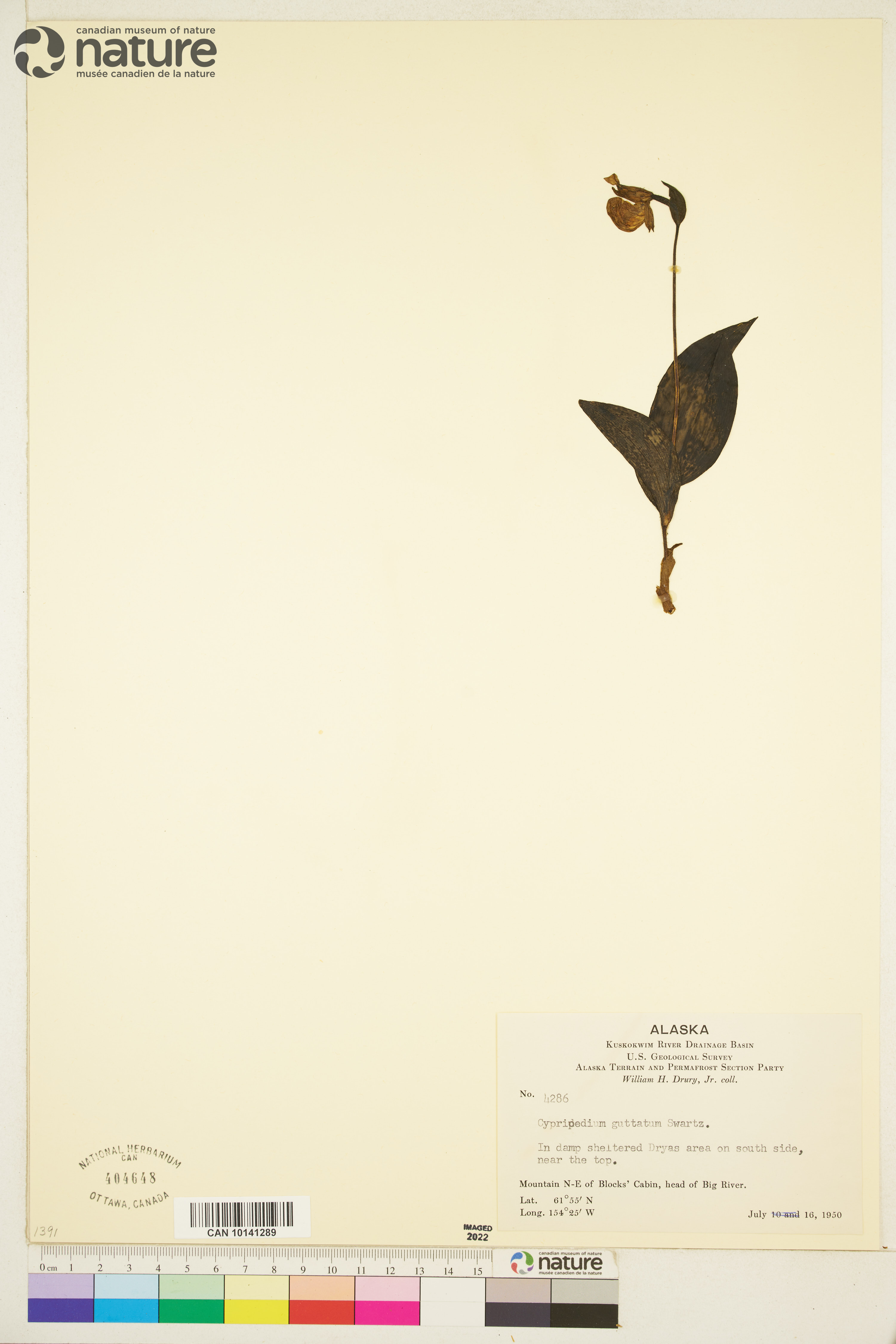 Cypripedium guttatum image