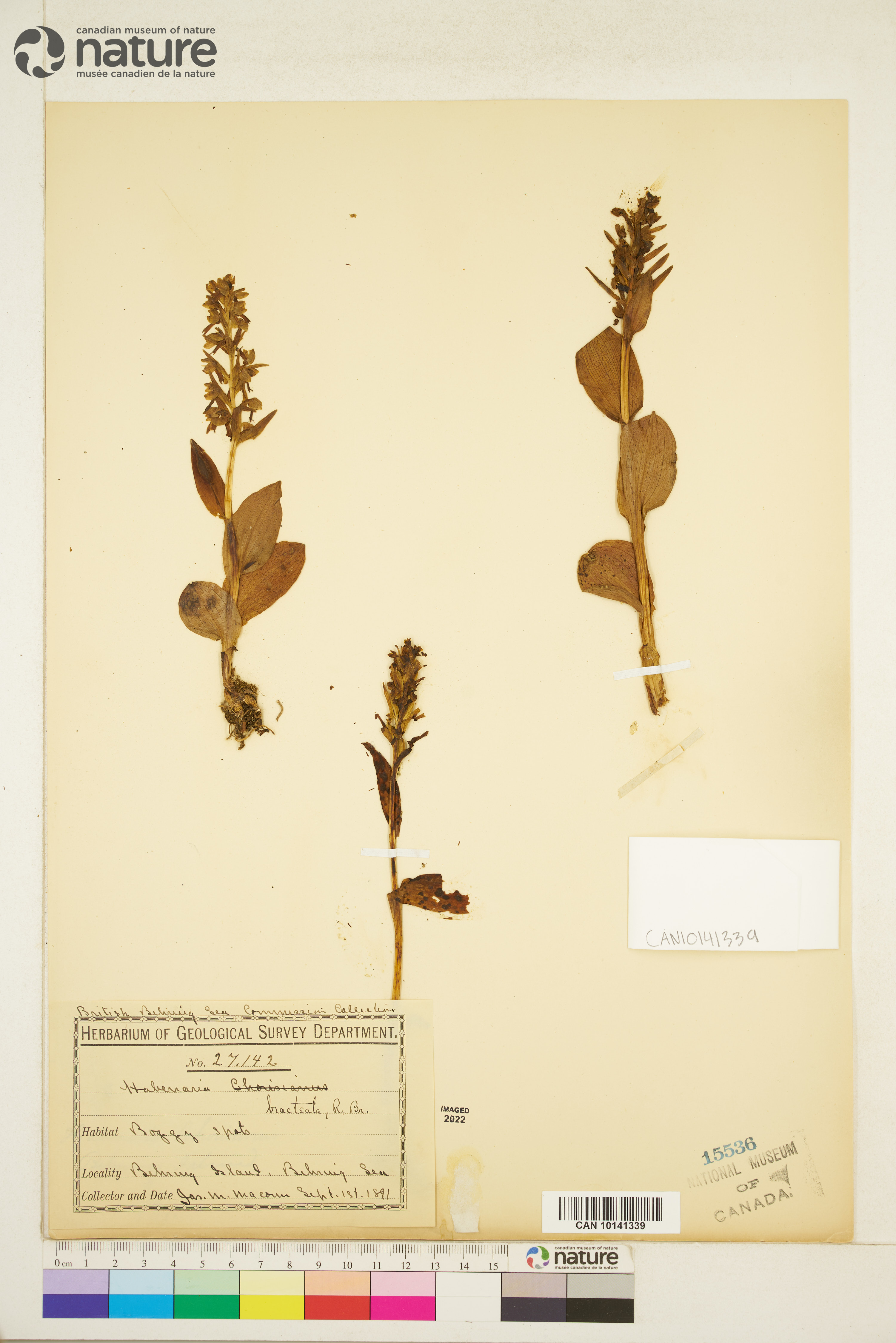 Dactylorhiza viridis image