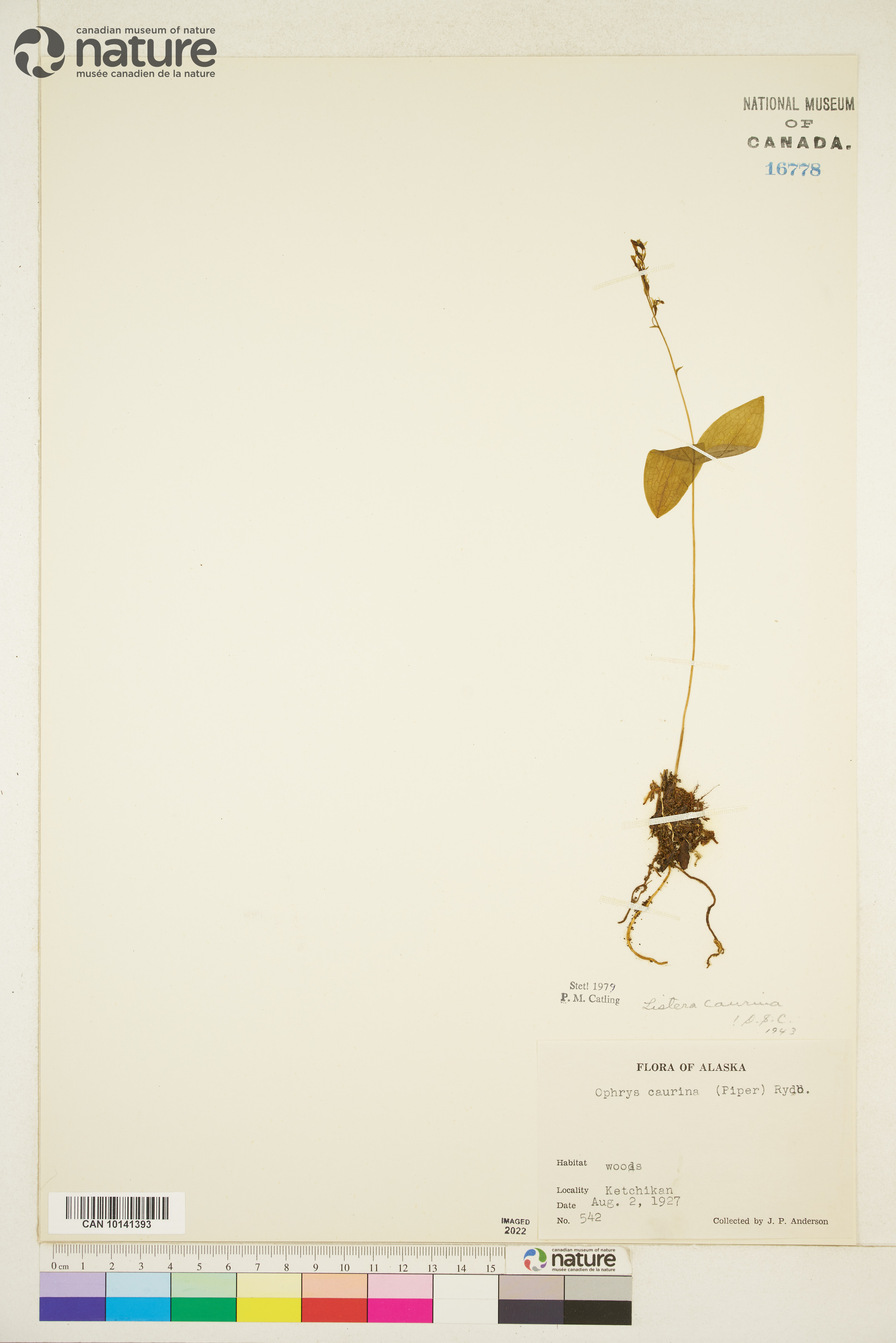 Listera banksiana image