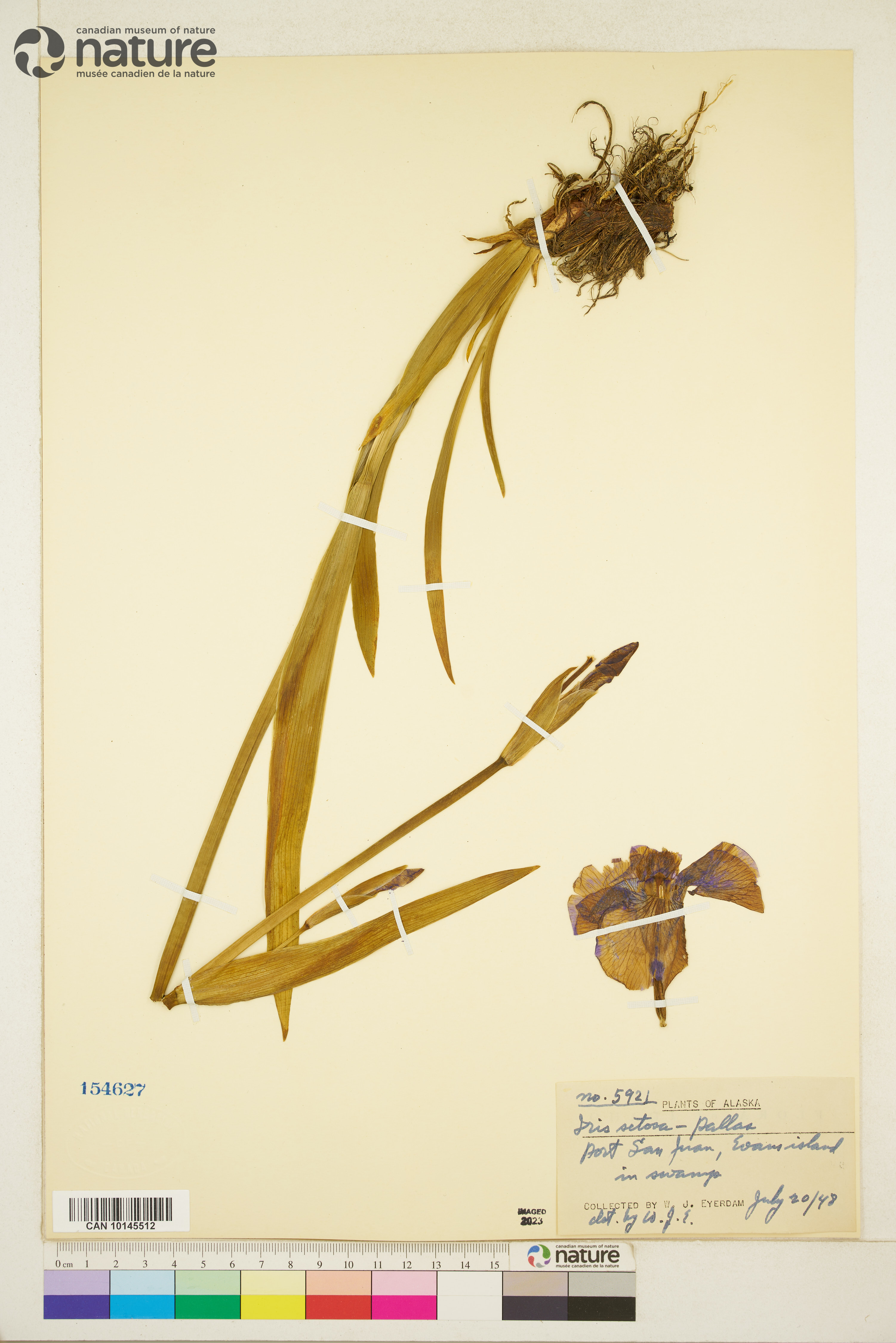 Iris setosa image