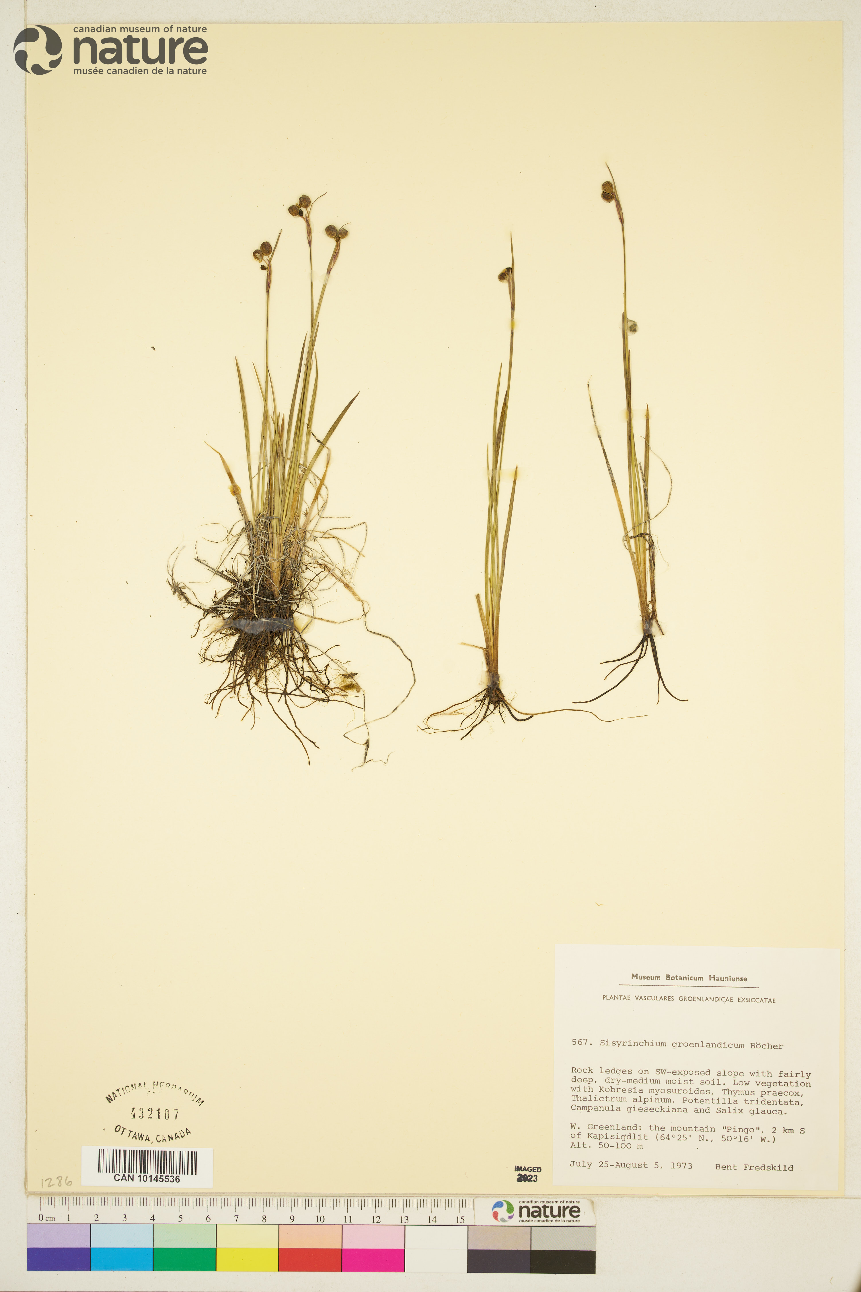 Sisyrinchium groenlandicum image