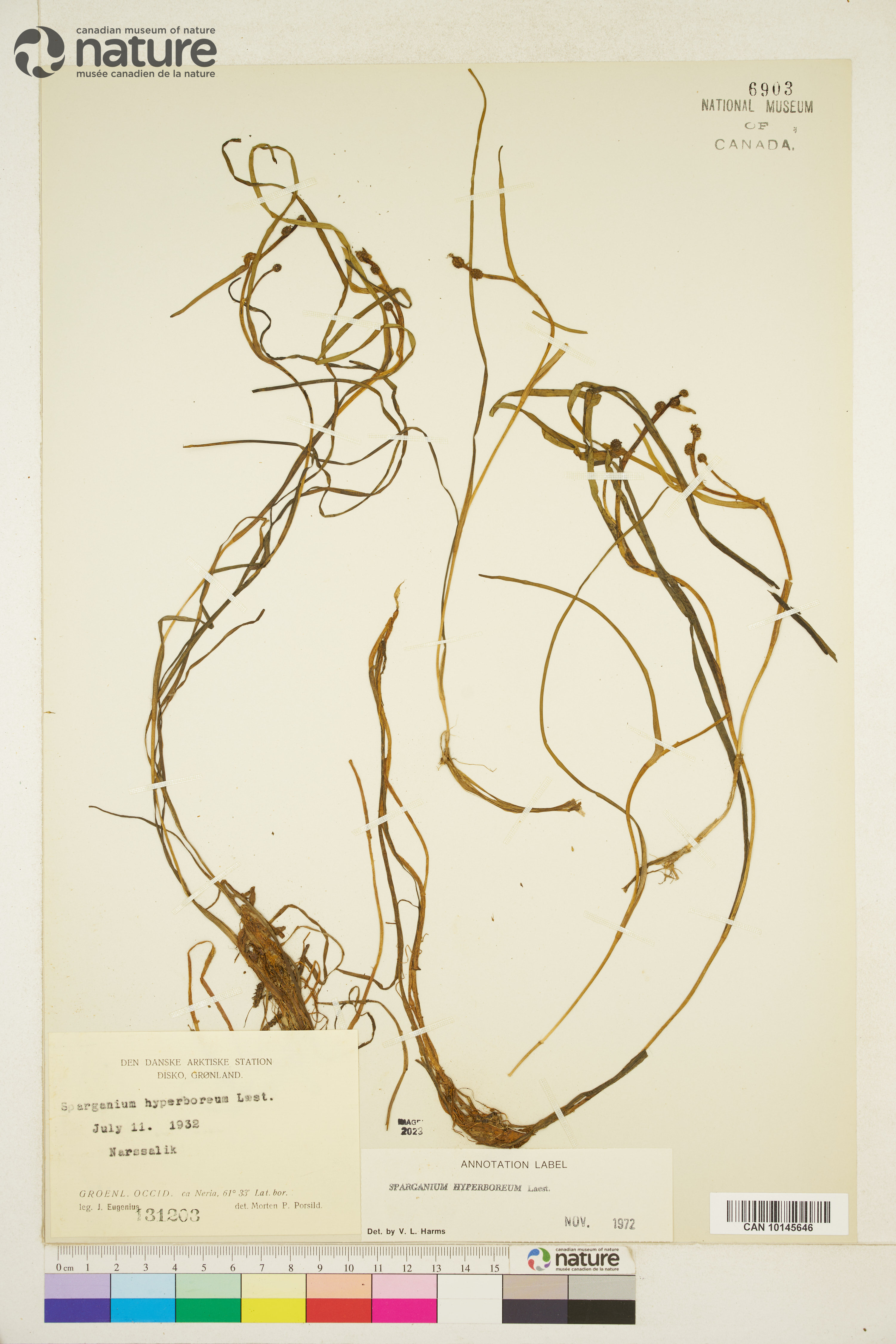 Sparganium hyperboreum image