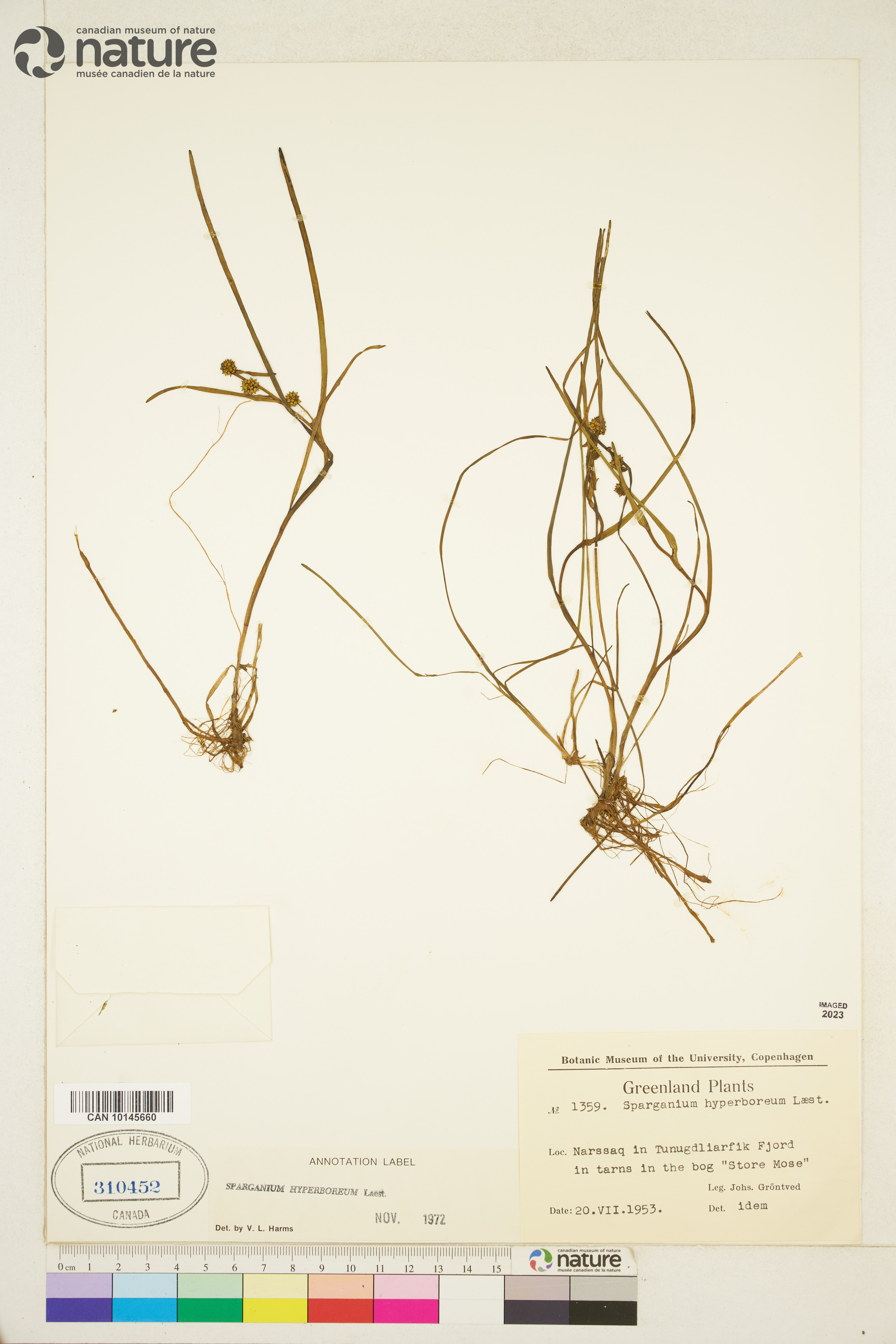 Sparganium hyperboreum image