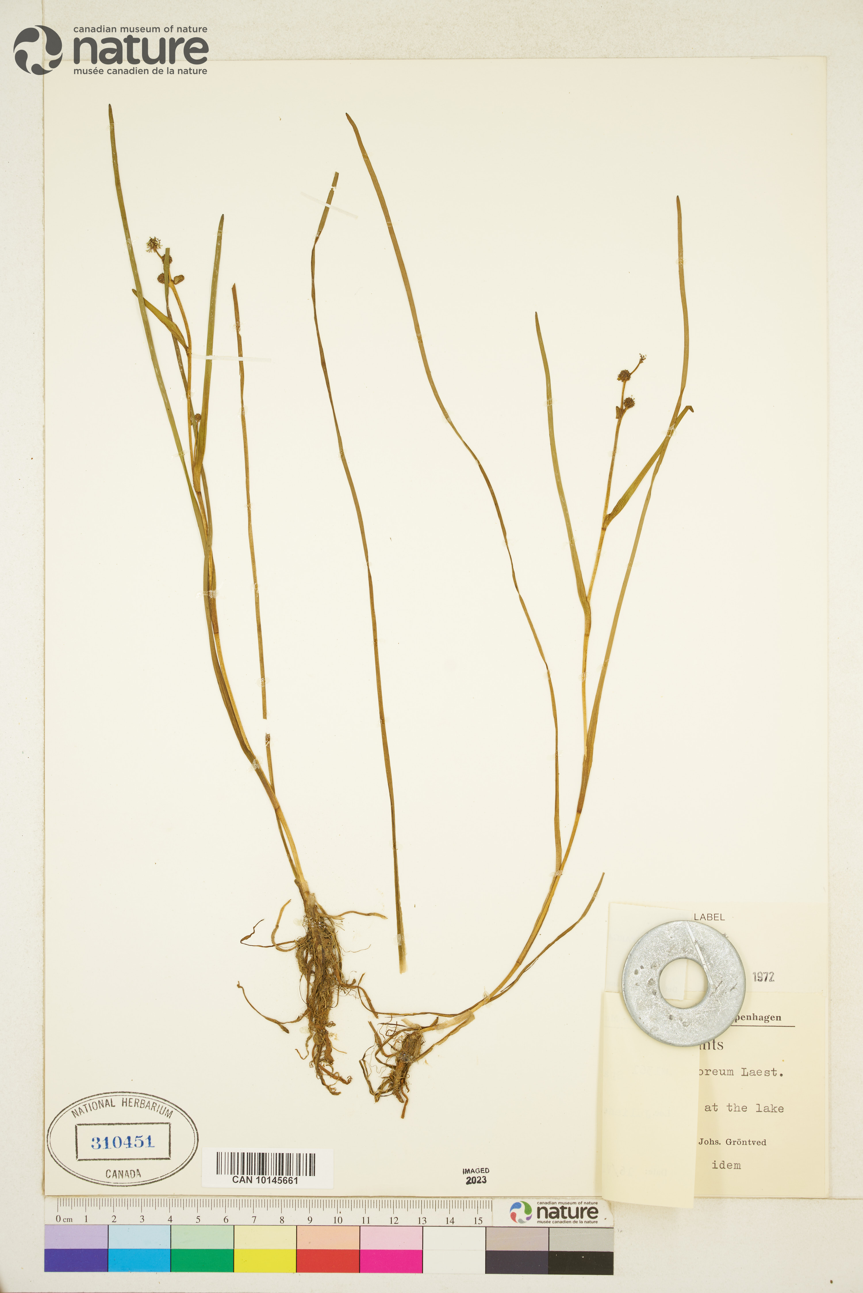 Sparganium hyperboreum image