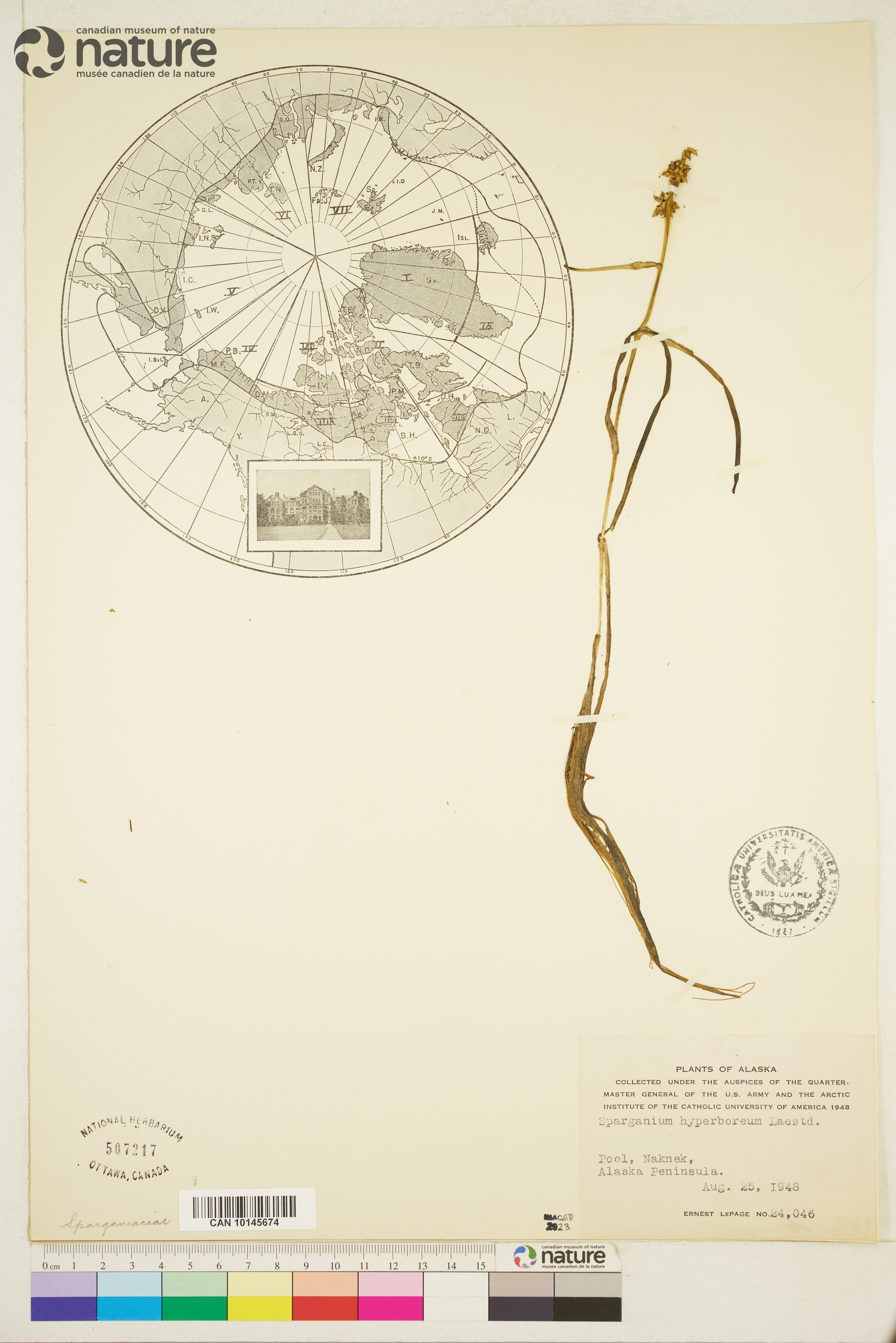 Sparganium hyperboreum image