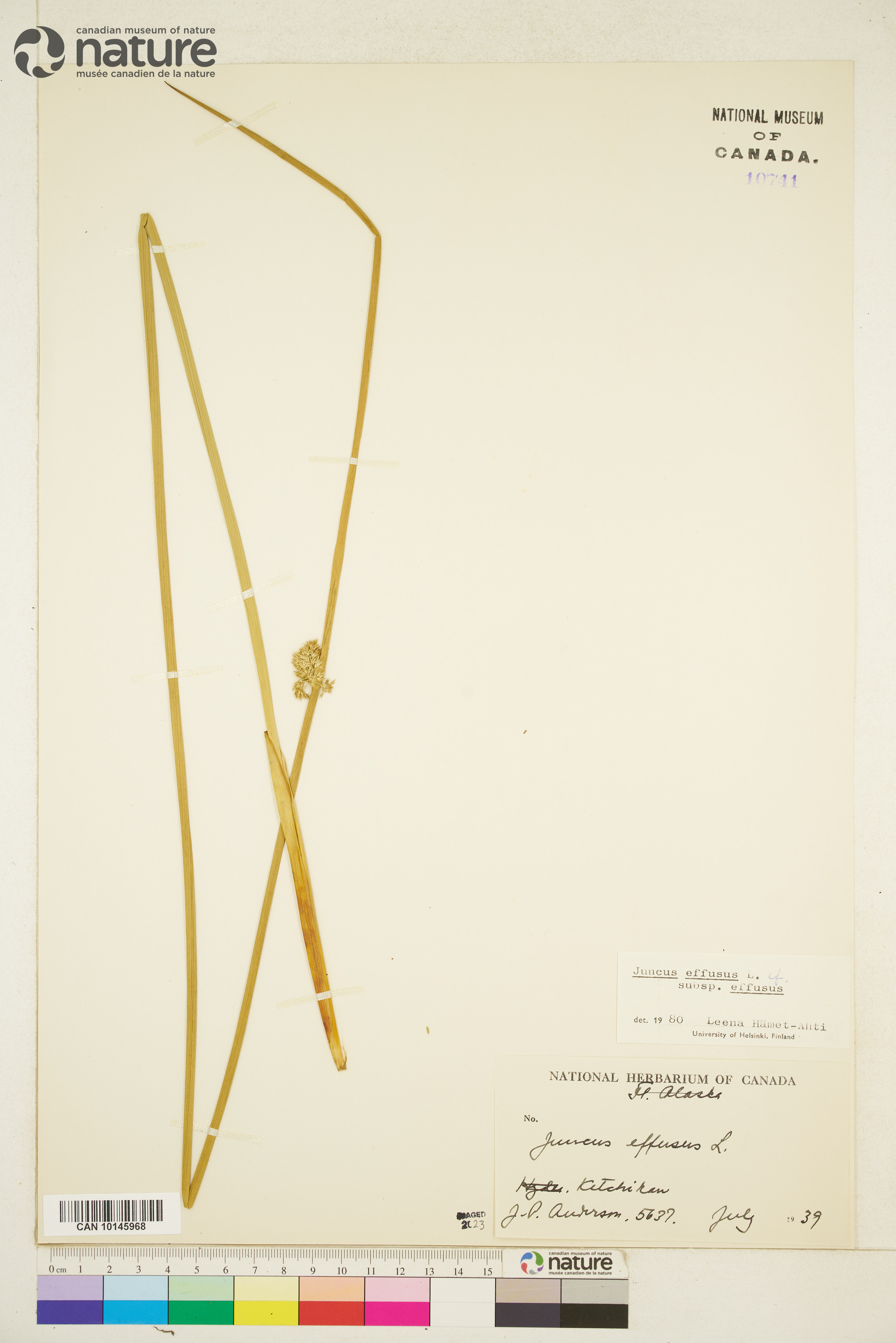 Juncus effusus subsp. effusus image