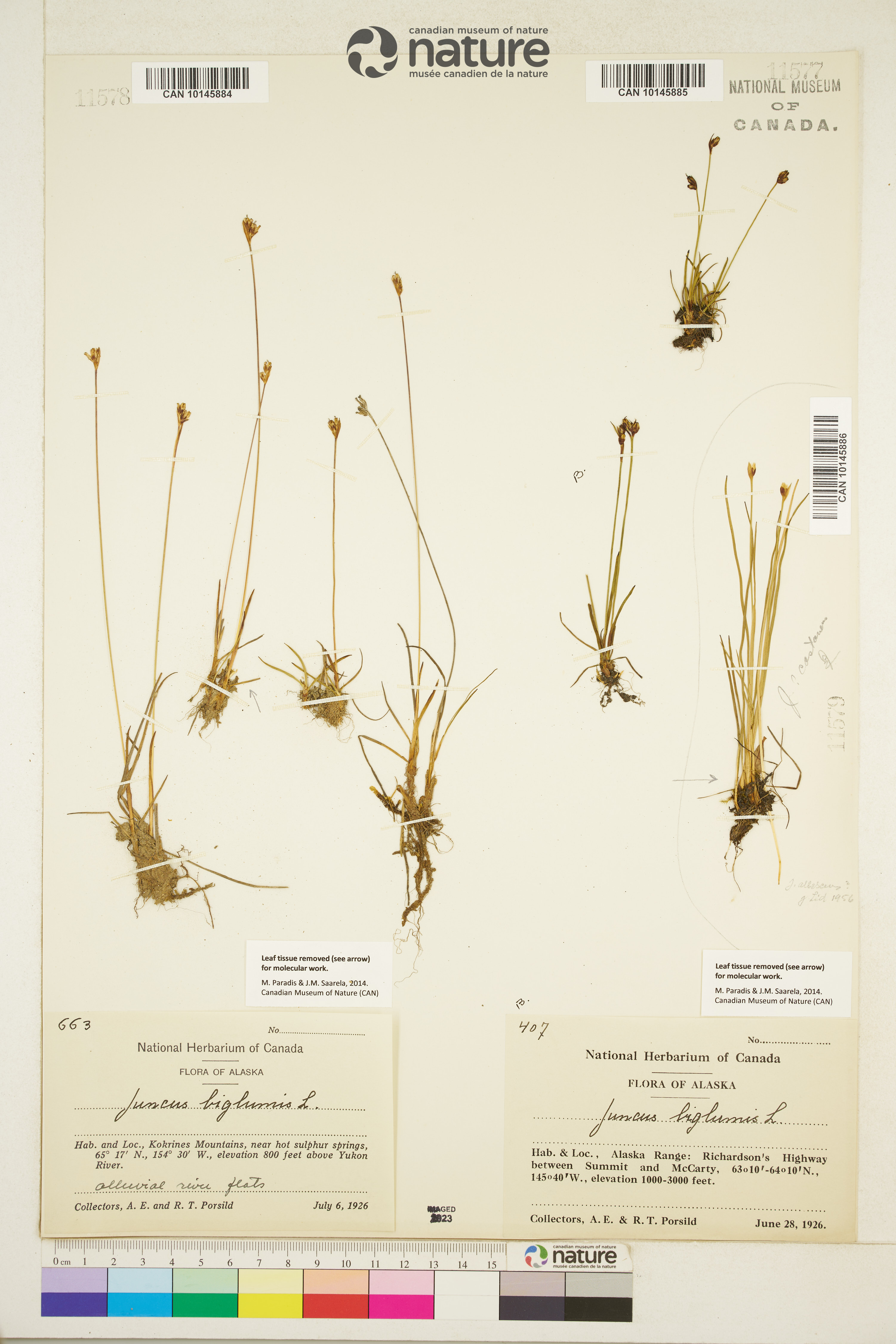 Juncus biglumis image