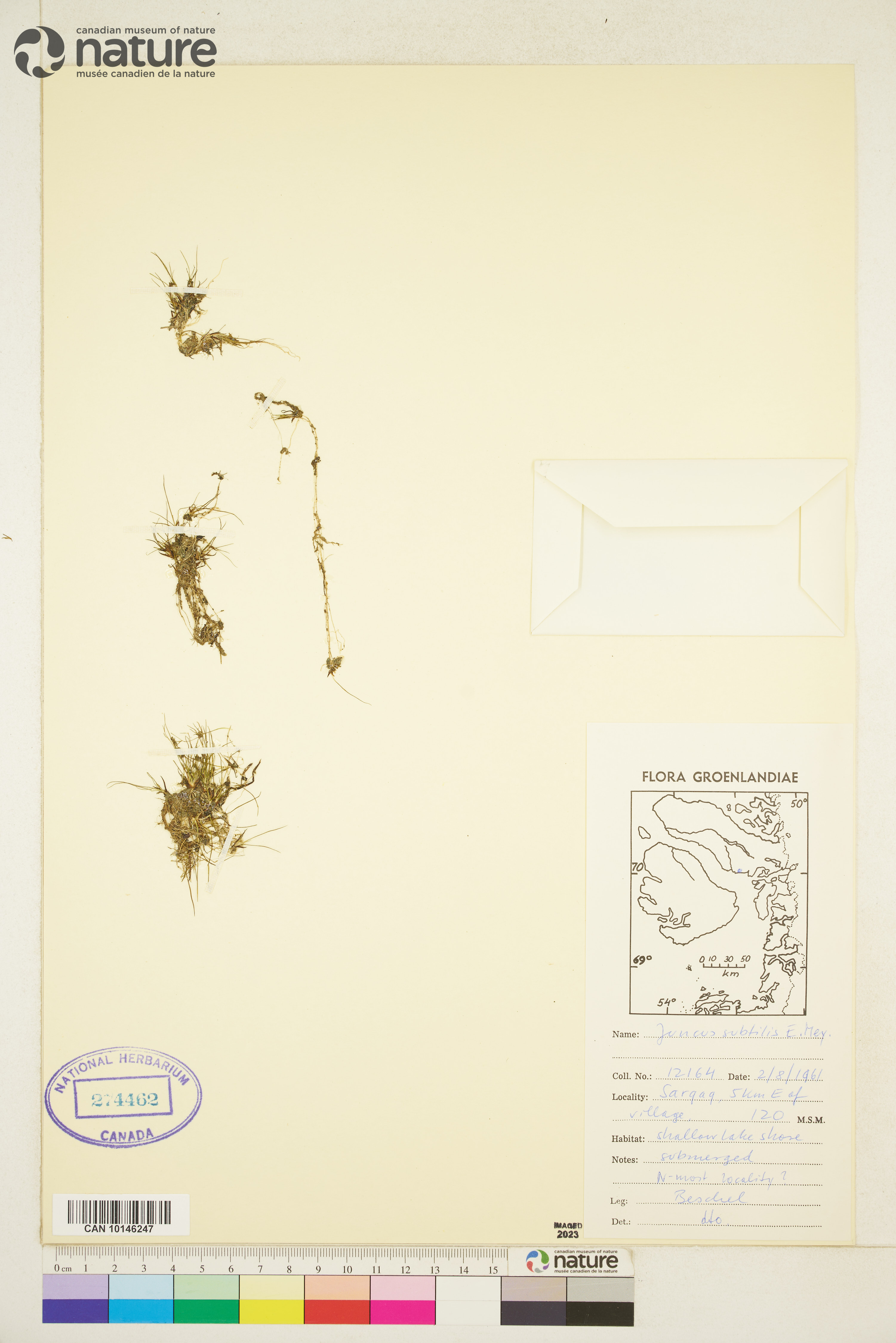 Juncus subtilis image