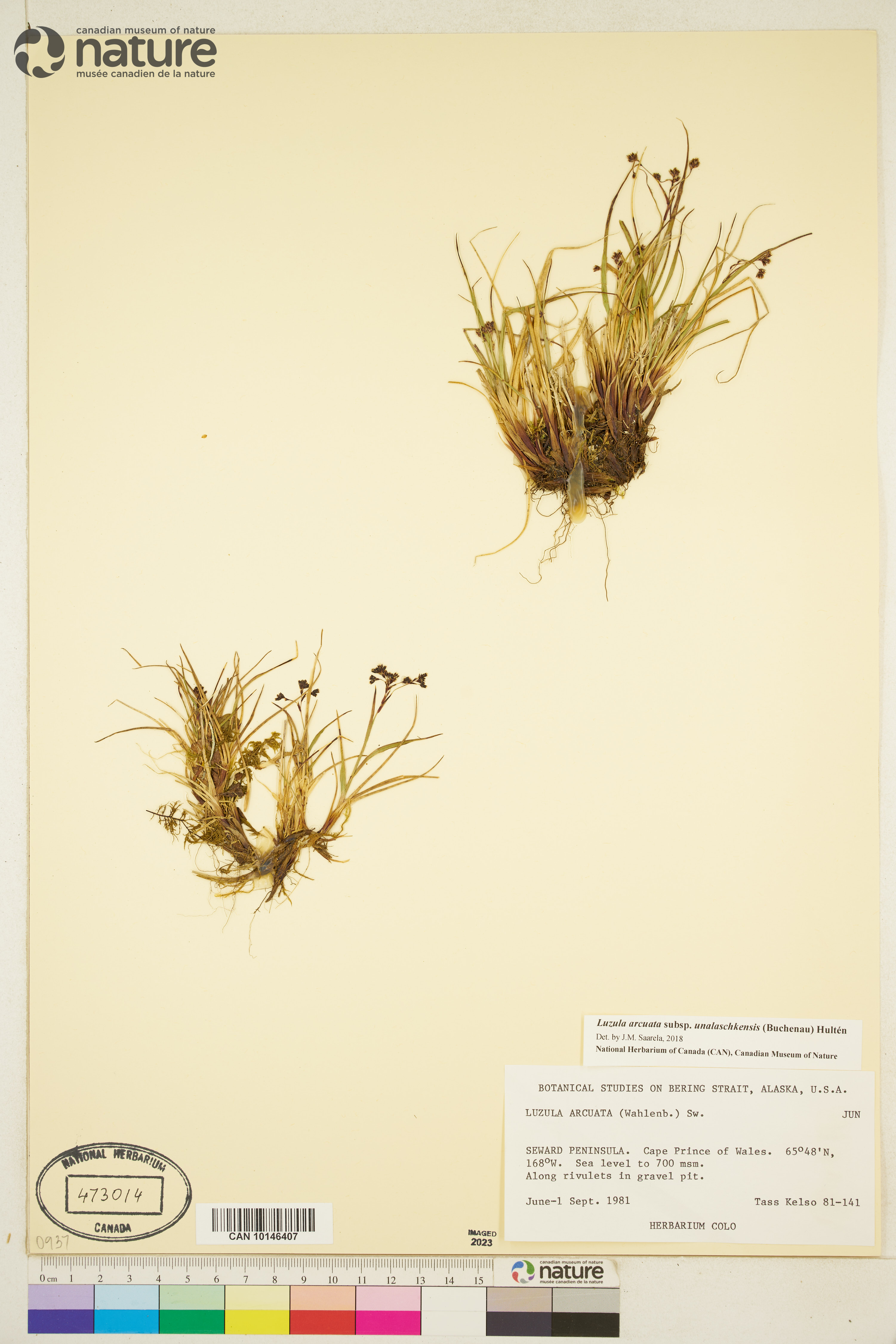 Luzula arcuata subsp. unalaschkensis image