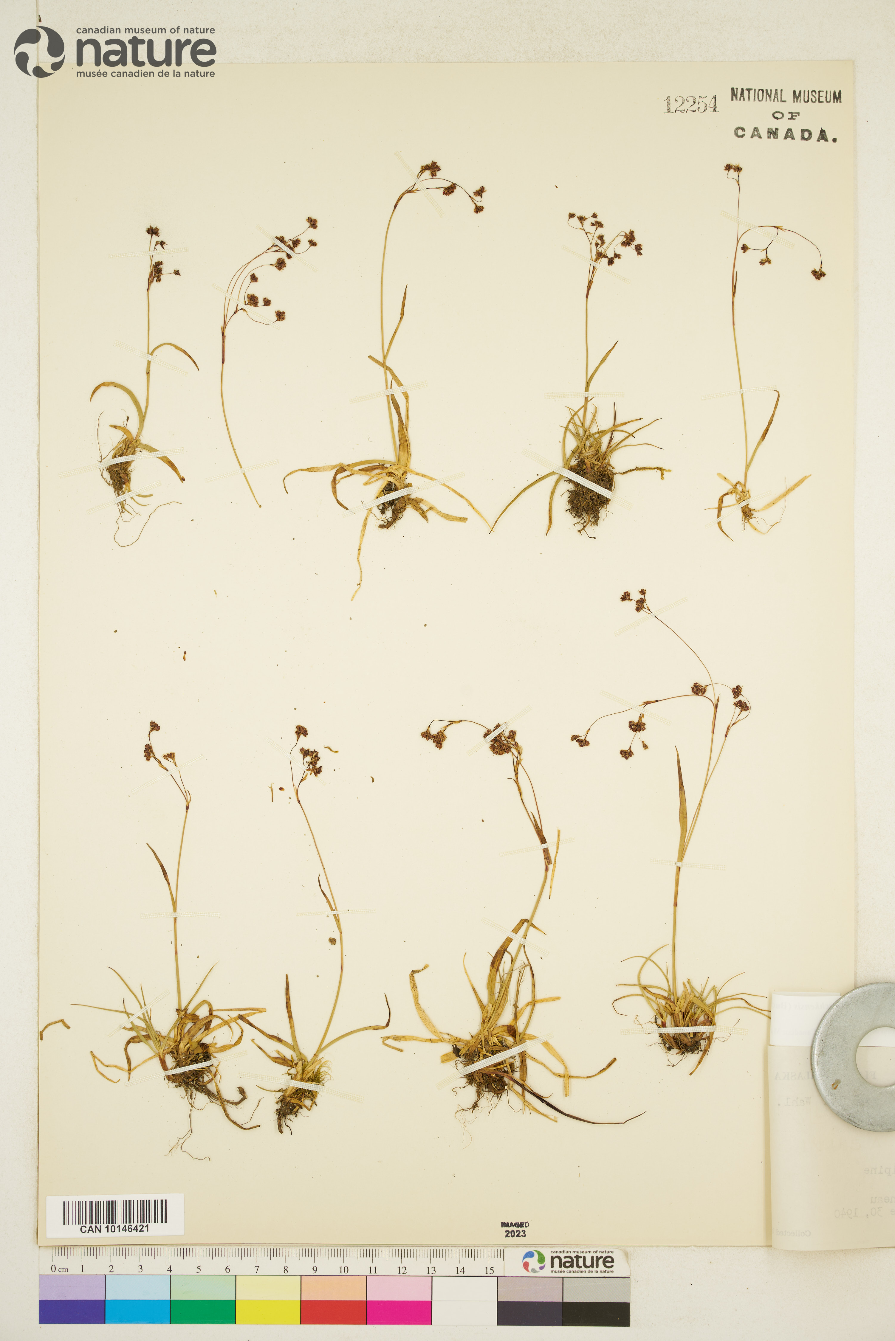 Luzula arcuata subsp. unalaschkensis image