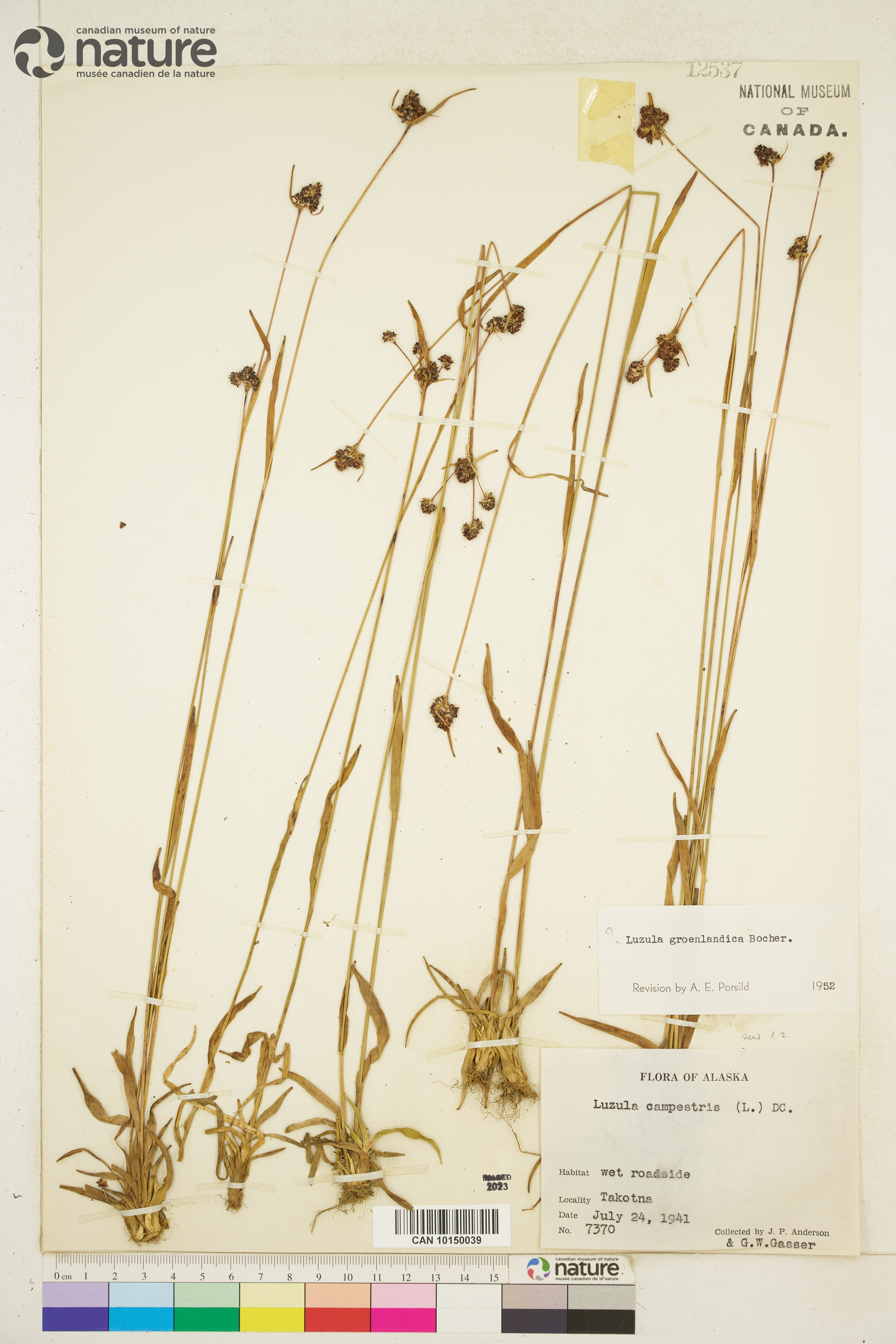 Luzula groenlandica image