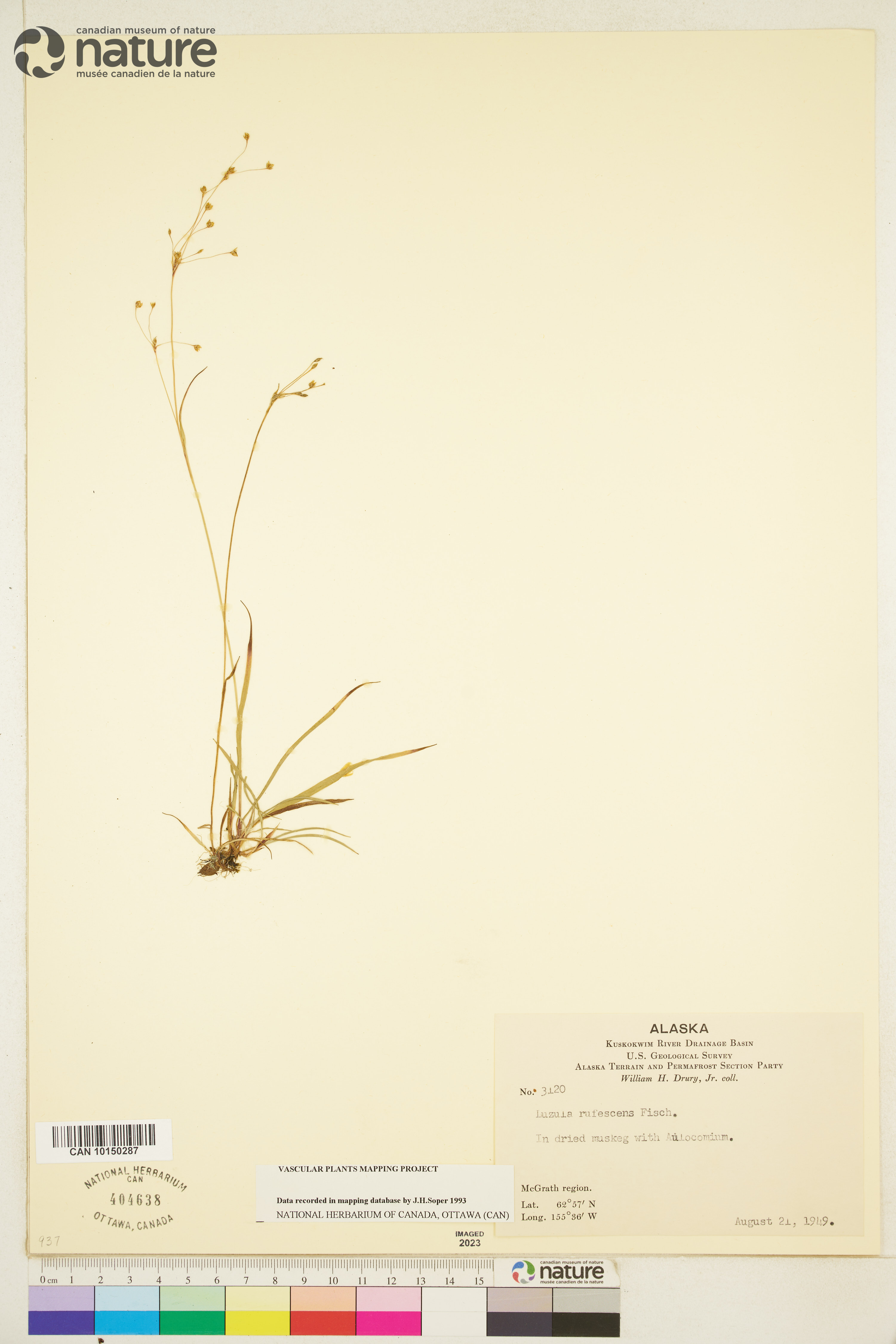 Luzula rufescens image
