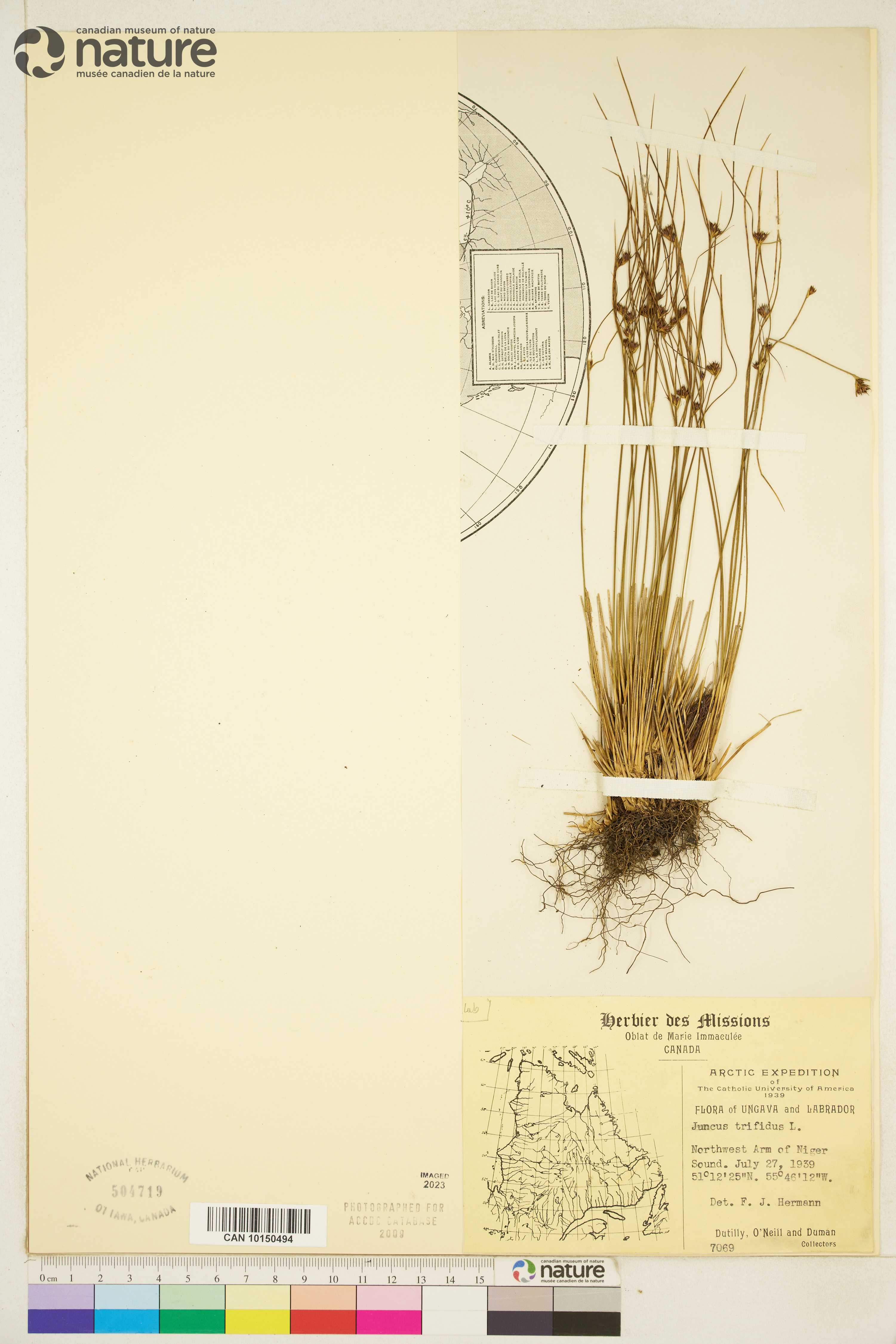 Juncus trifidus image