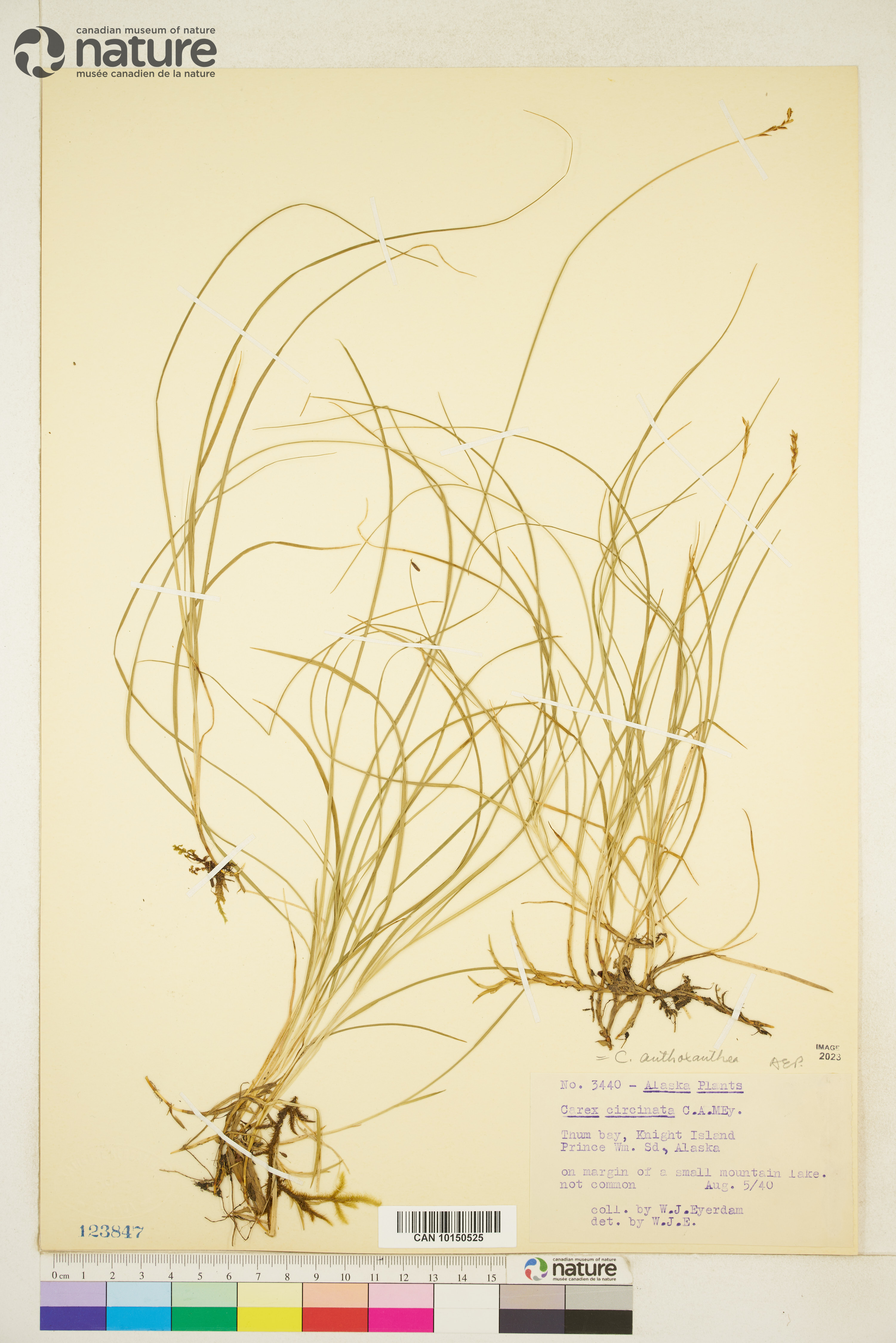 Carex anthoxanthea image