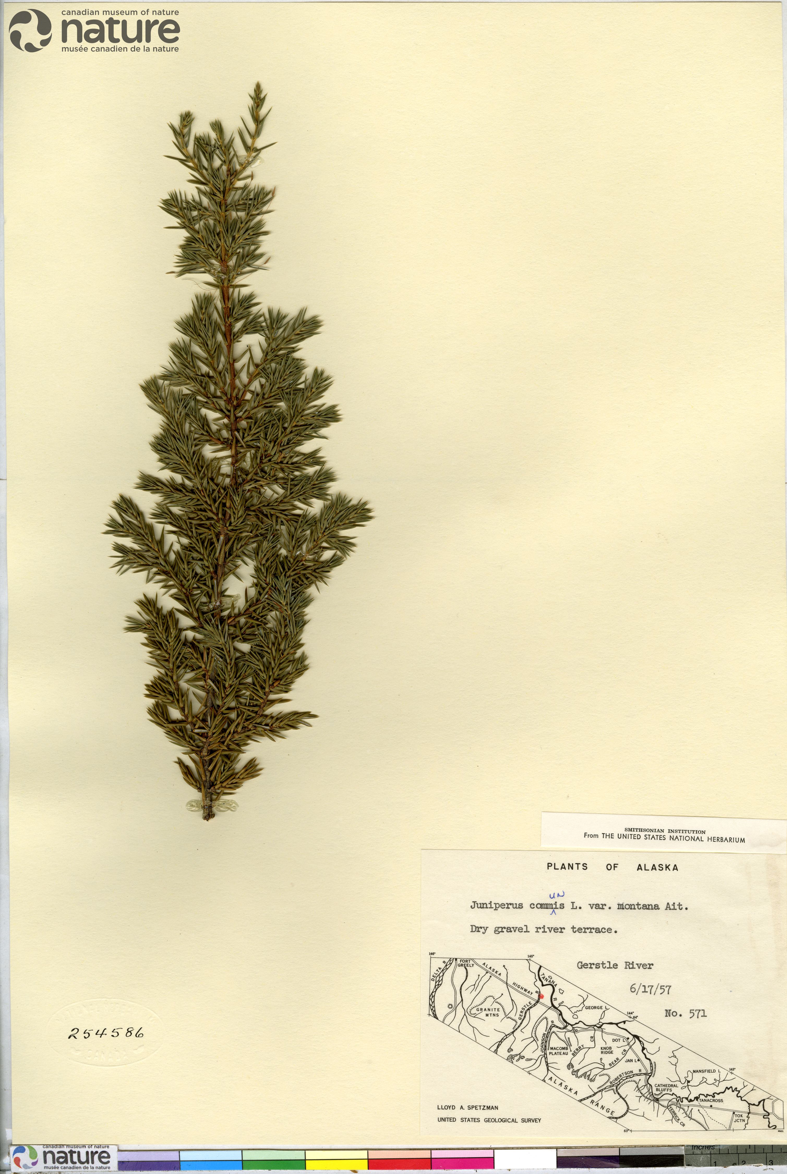 Juniperus communis var. saxatilis image