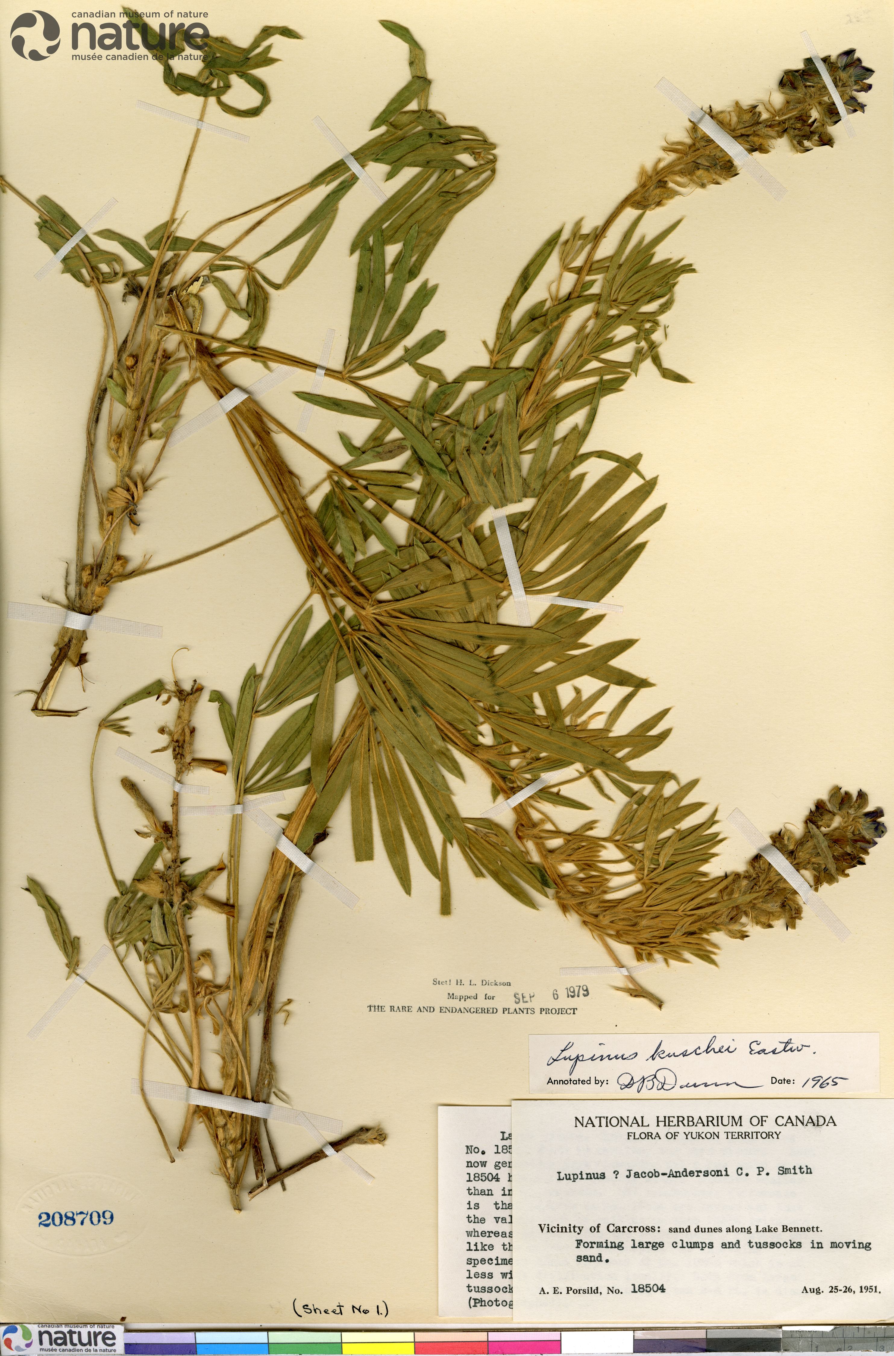 Lupinus kuschei image