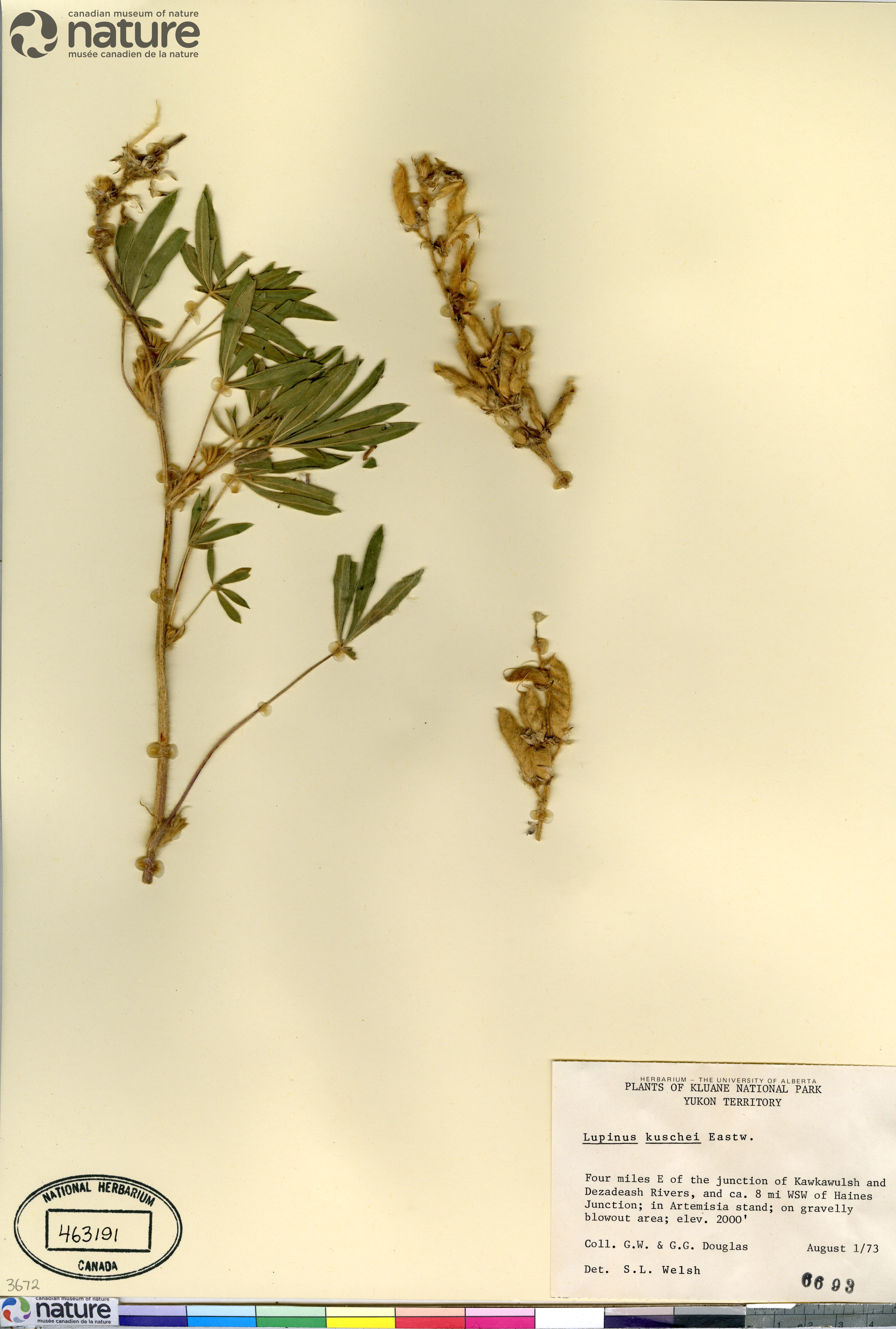 Lupinus kuschei image