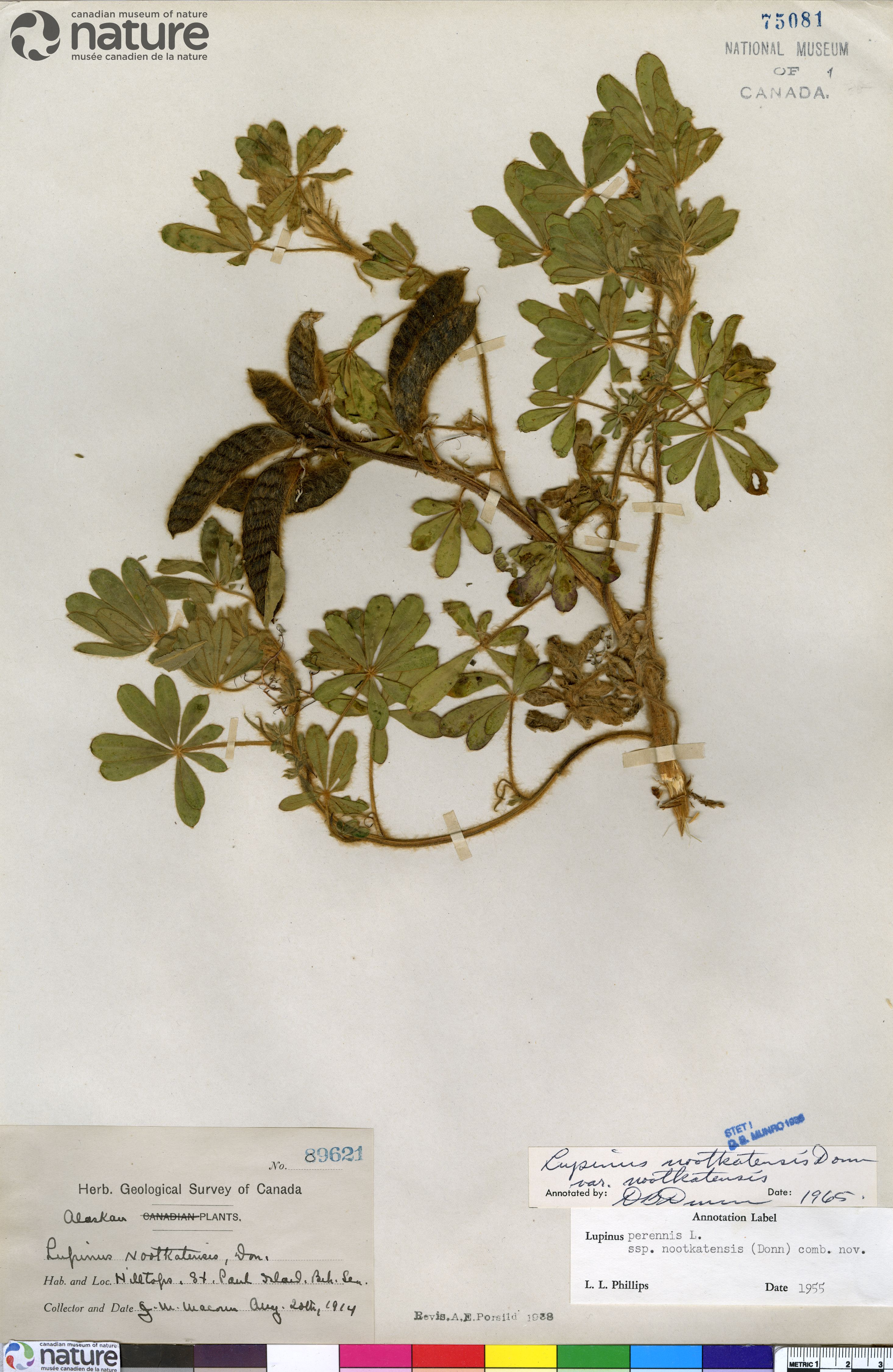 Lupinus nootkatensis var. nootkatensis image