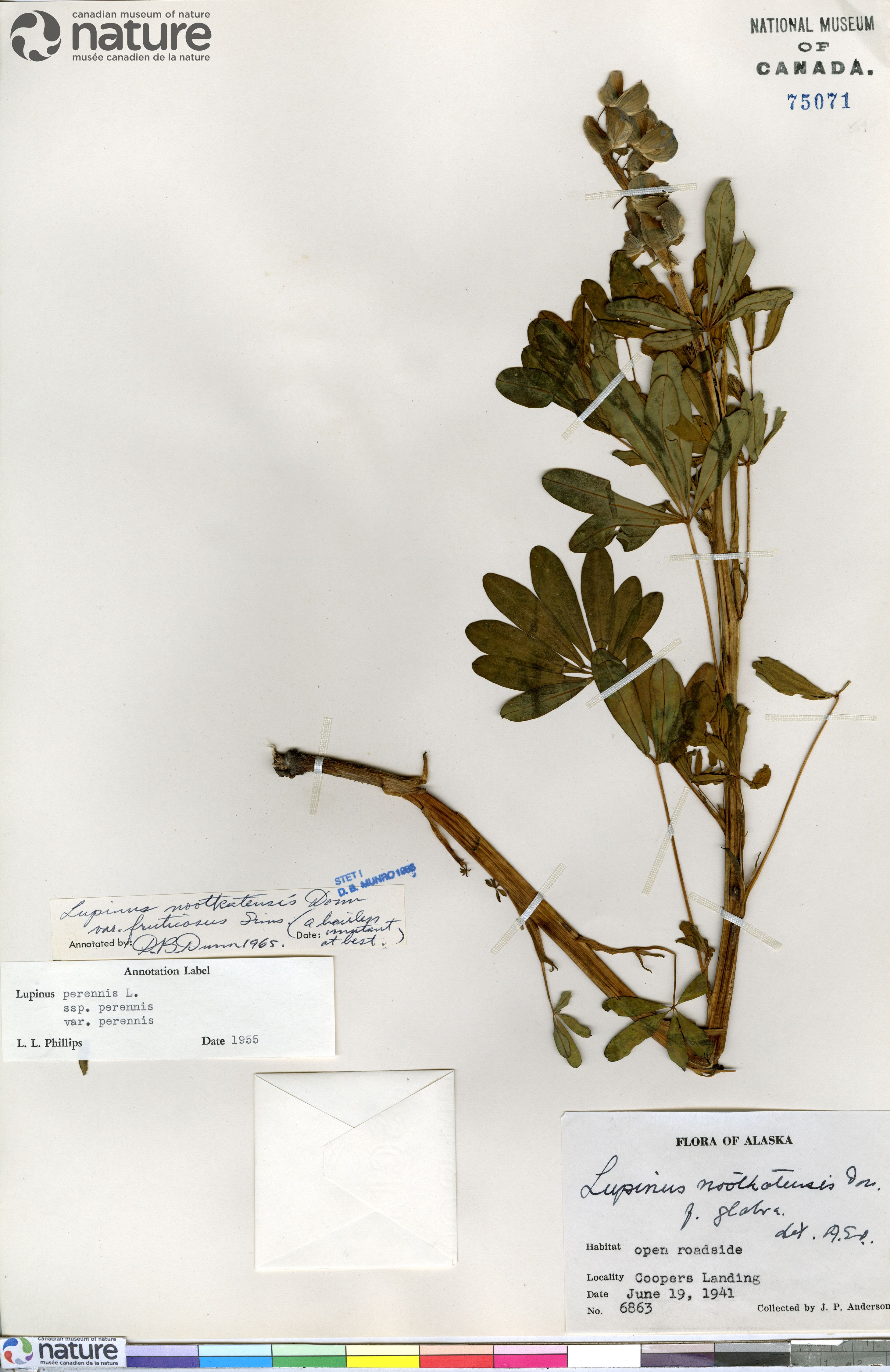 Lupinus nootkatensis var. fruticosus image